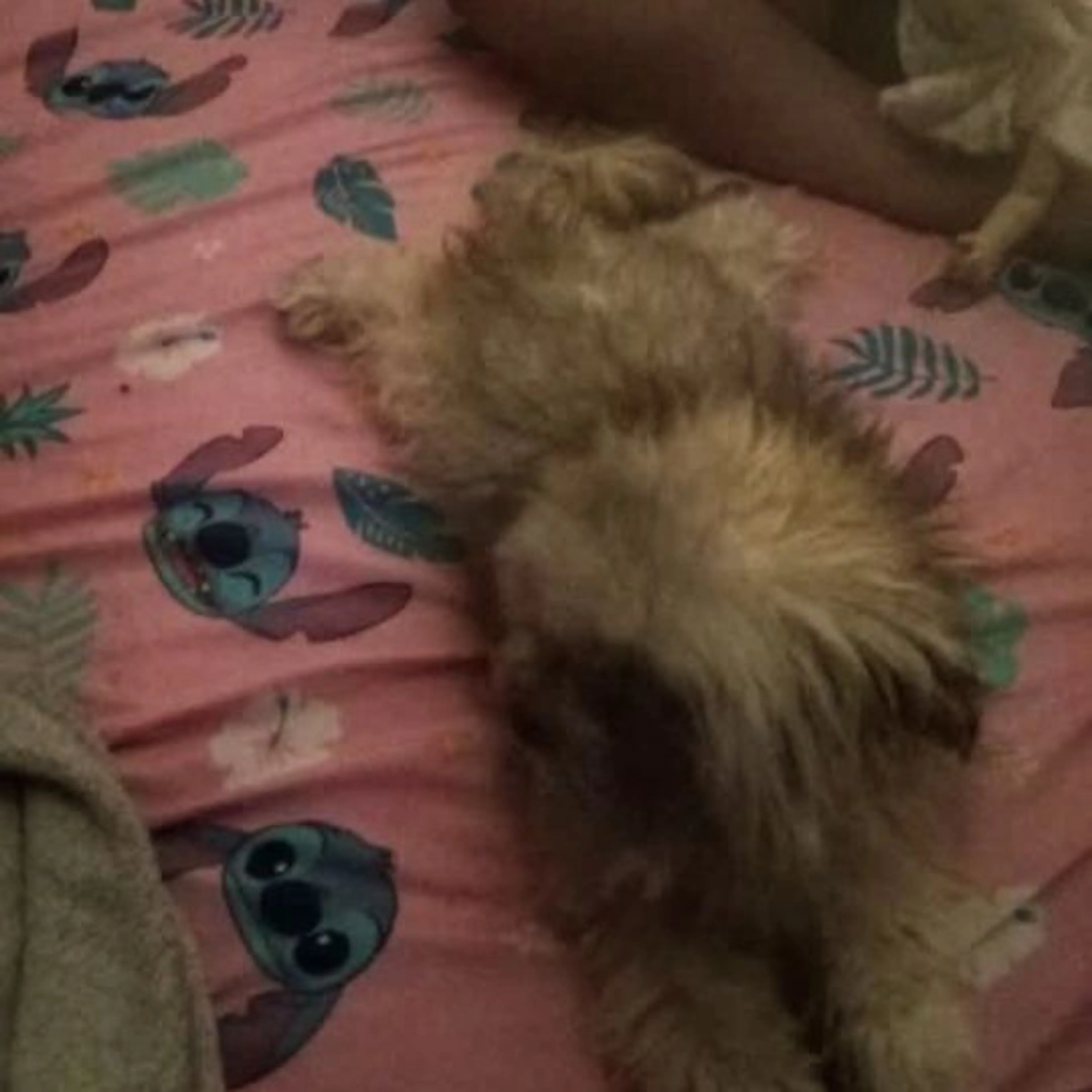 Lost pet-0