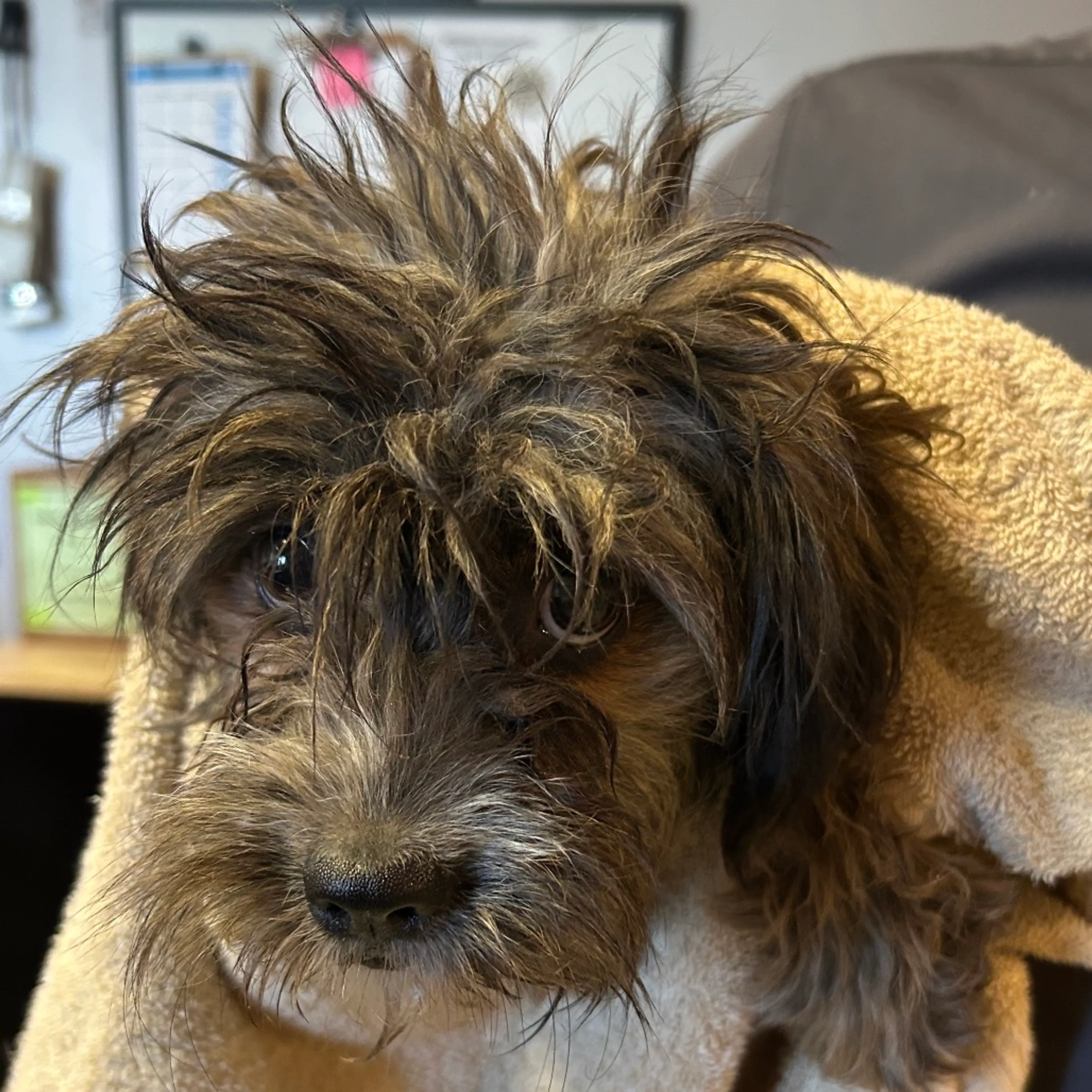Found pet
