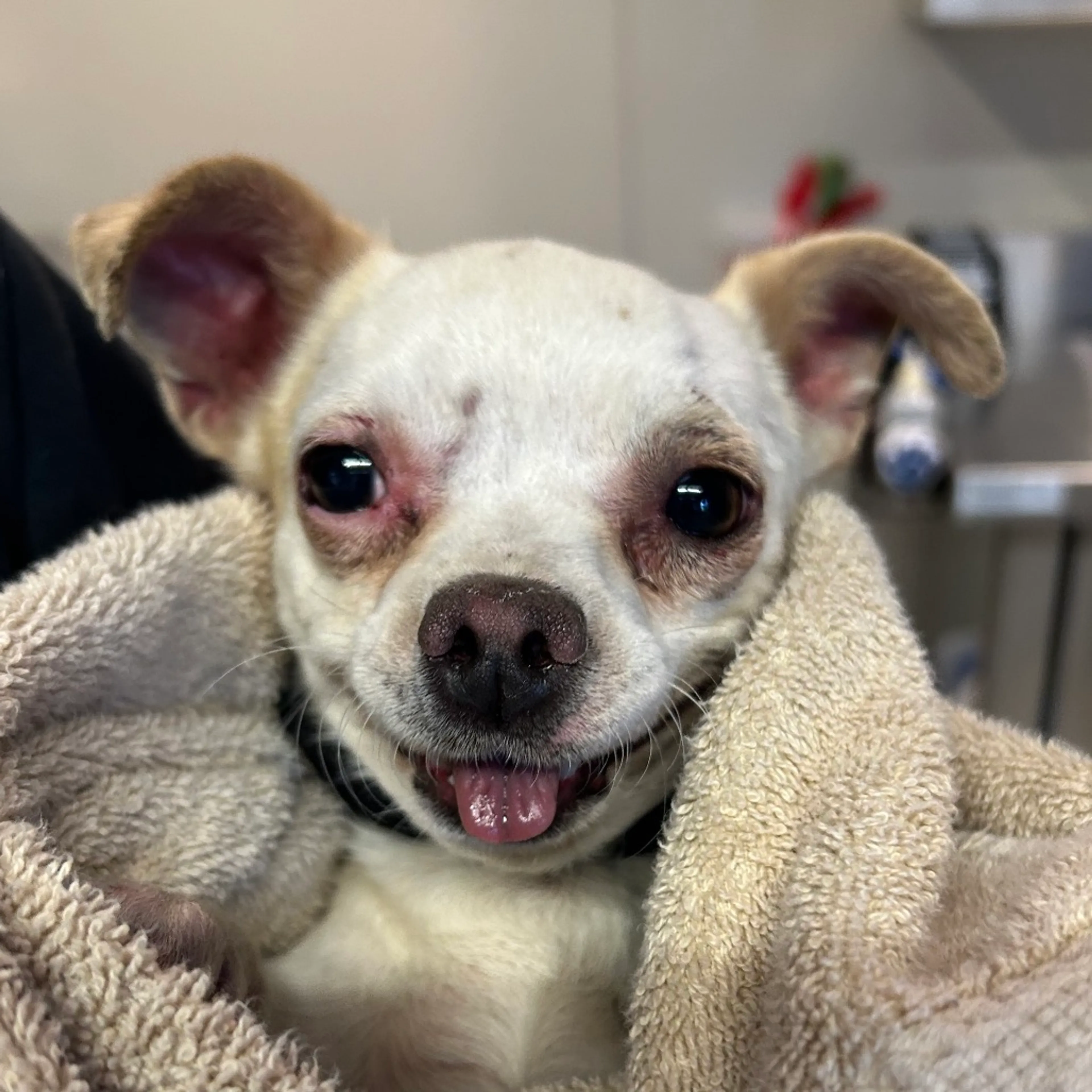Found pet