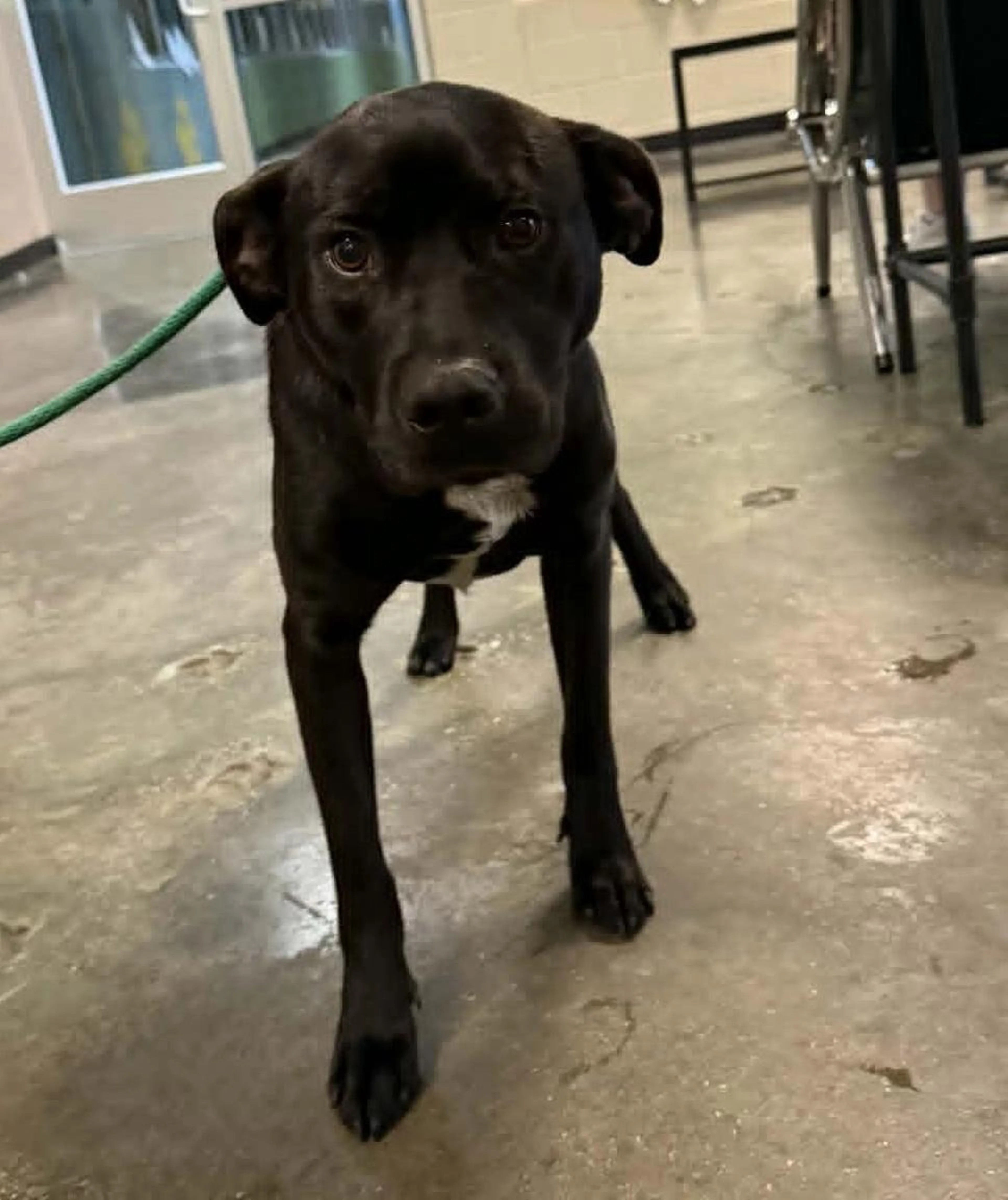 Found pet-2