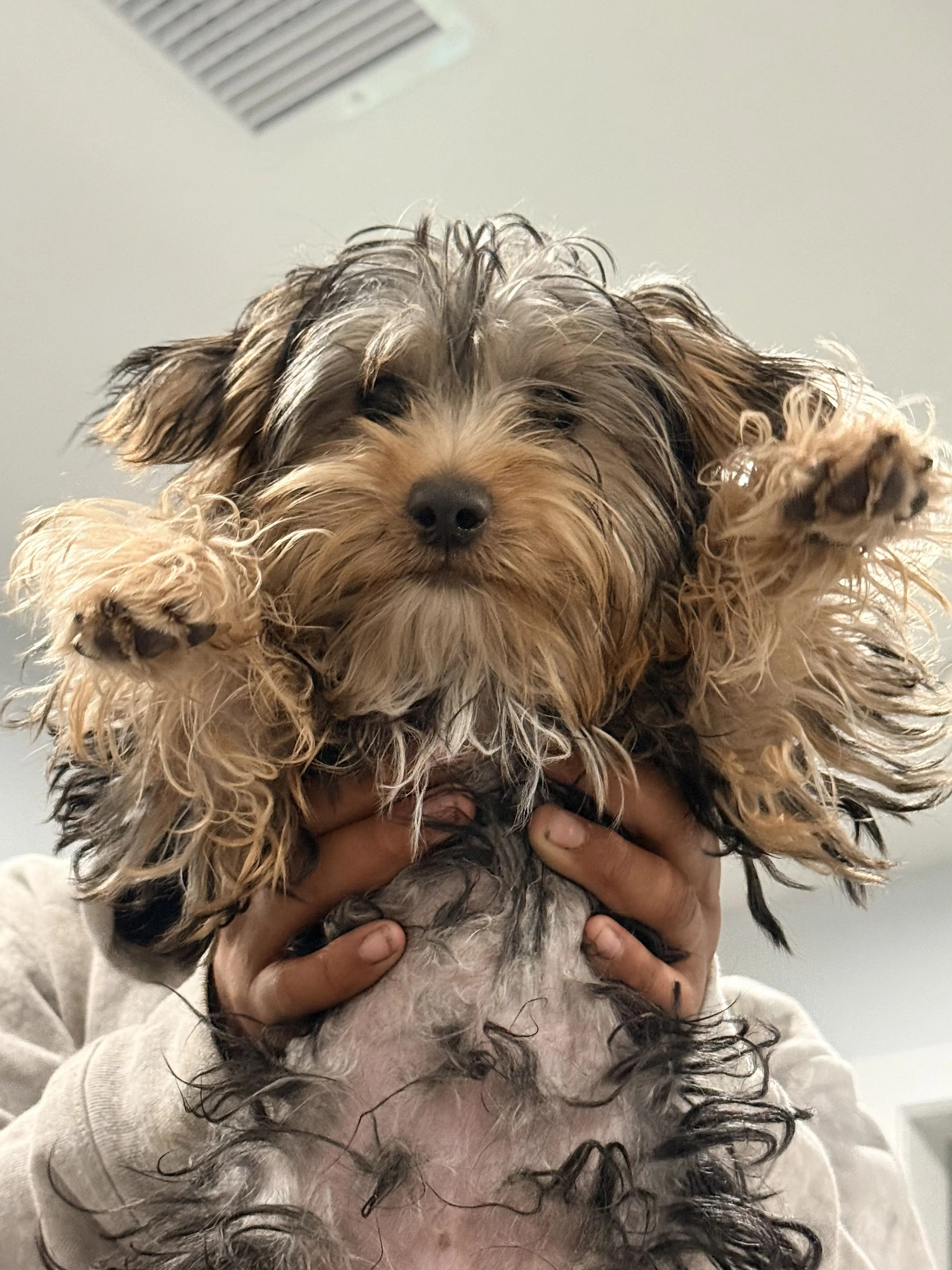 Lost pet-1