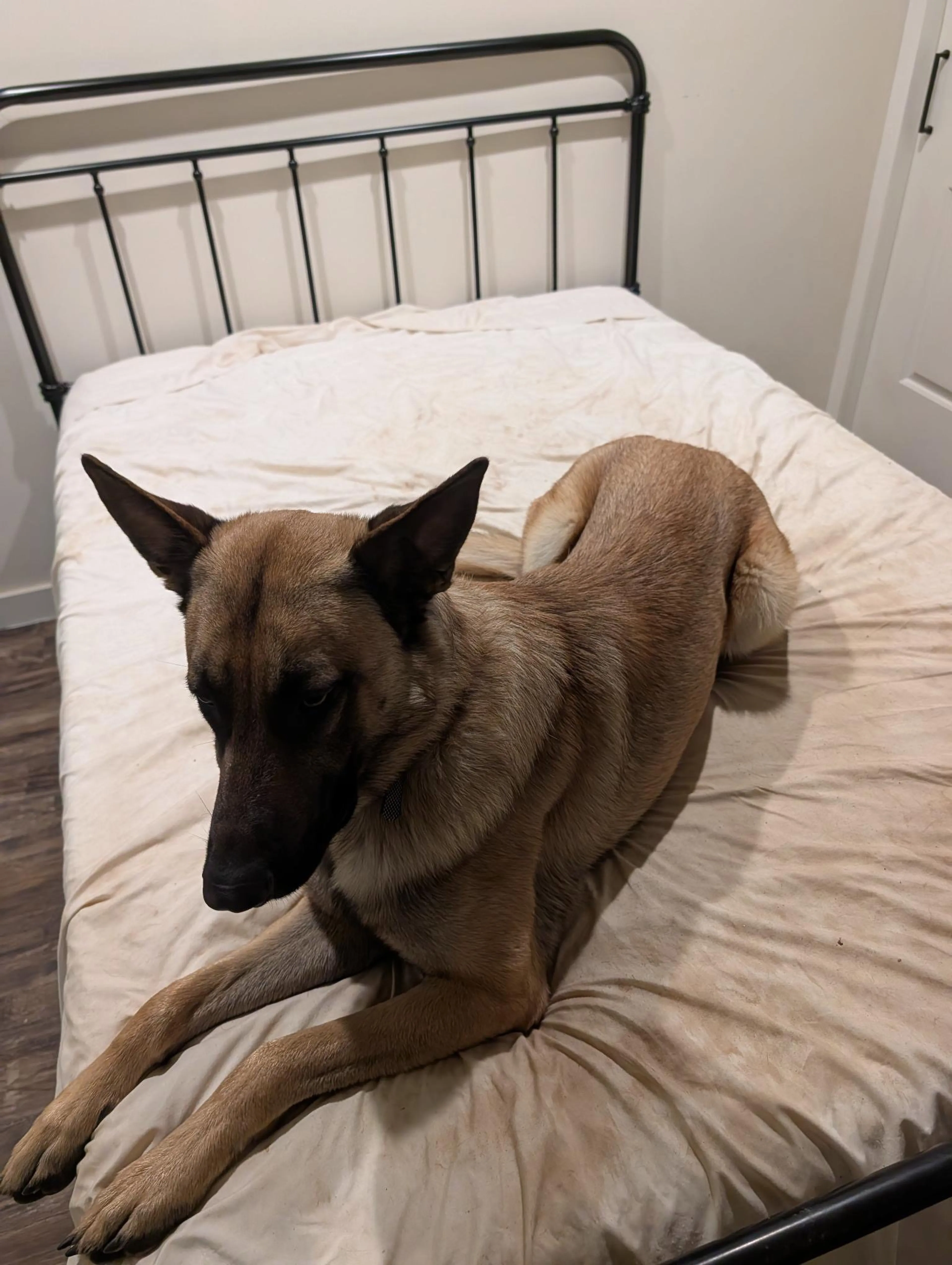 Found pet