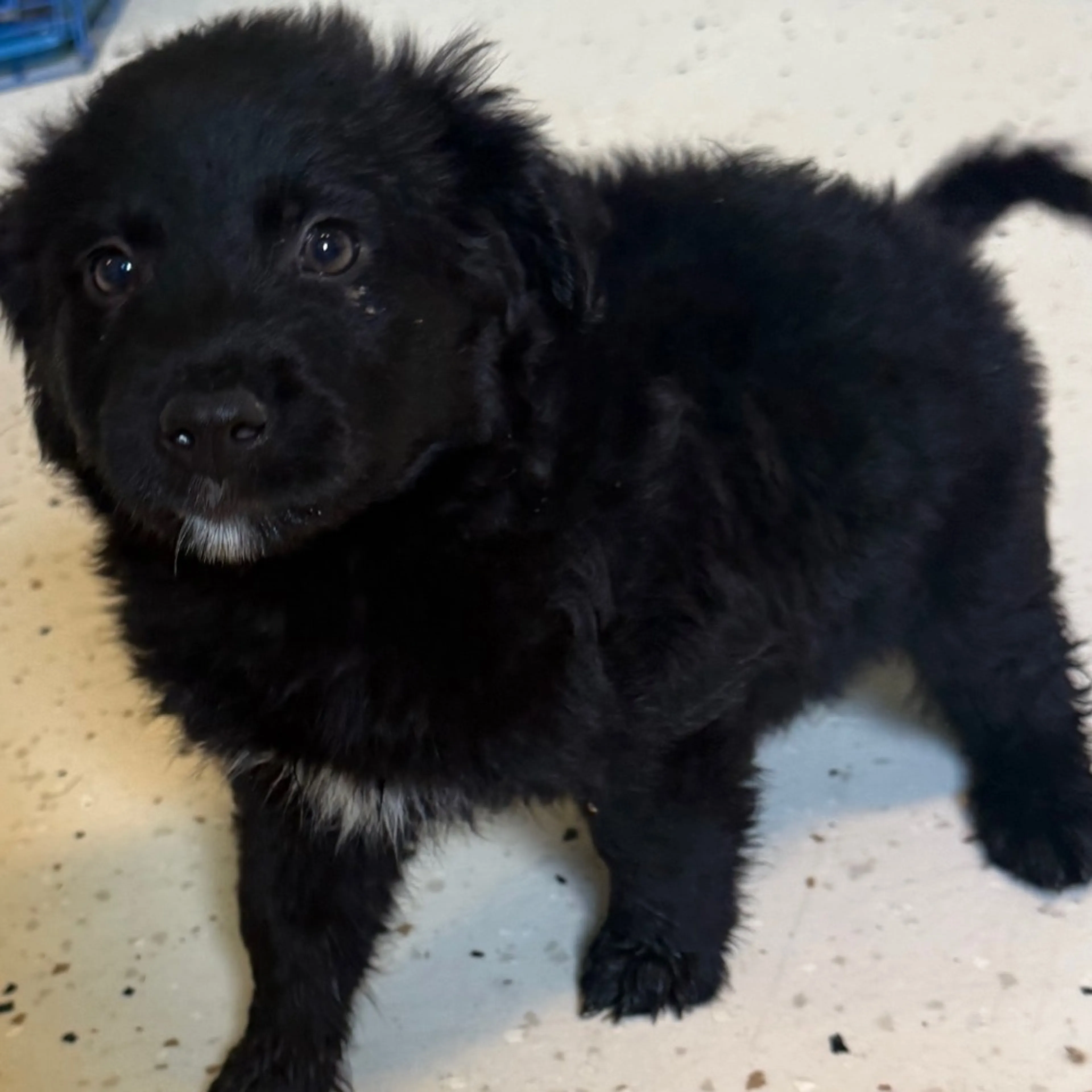 Found pet-1