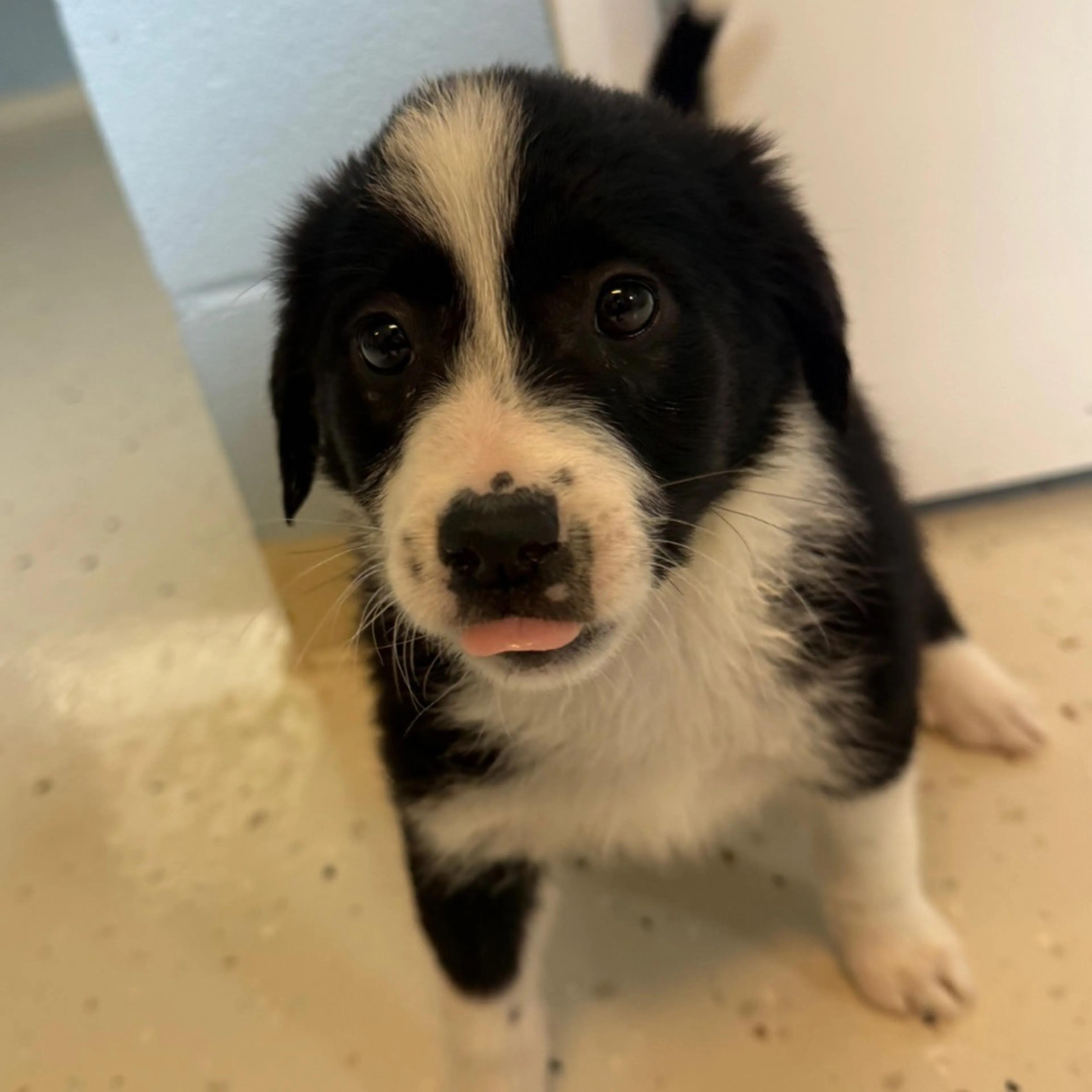 Found pet-1