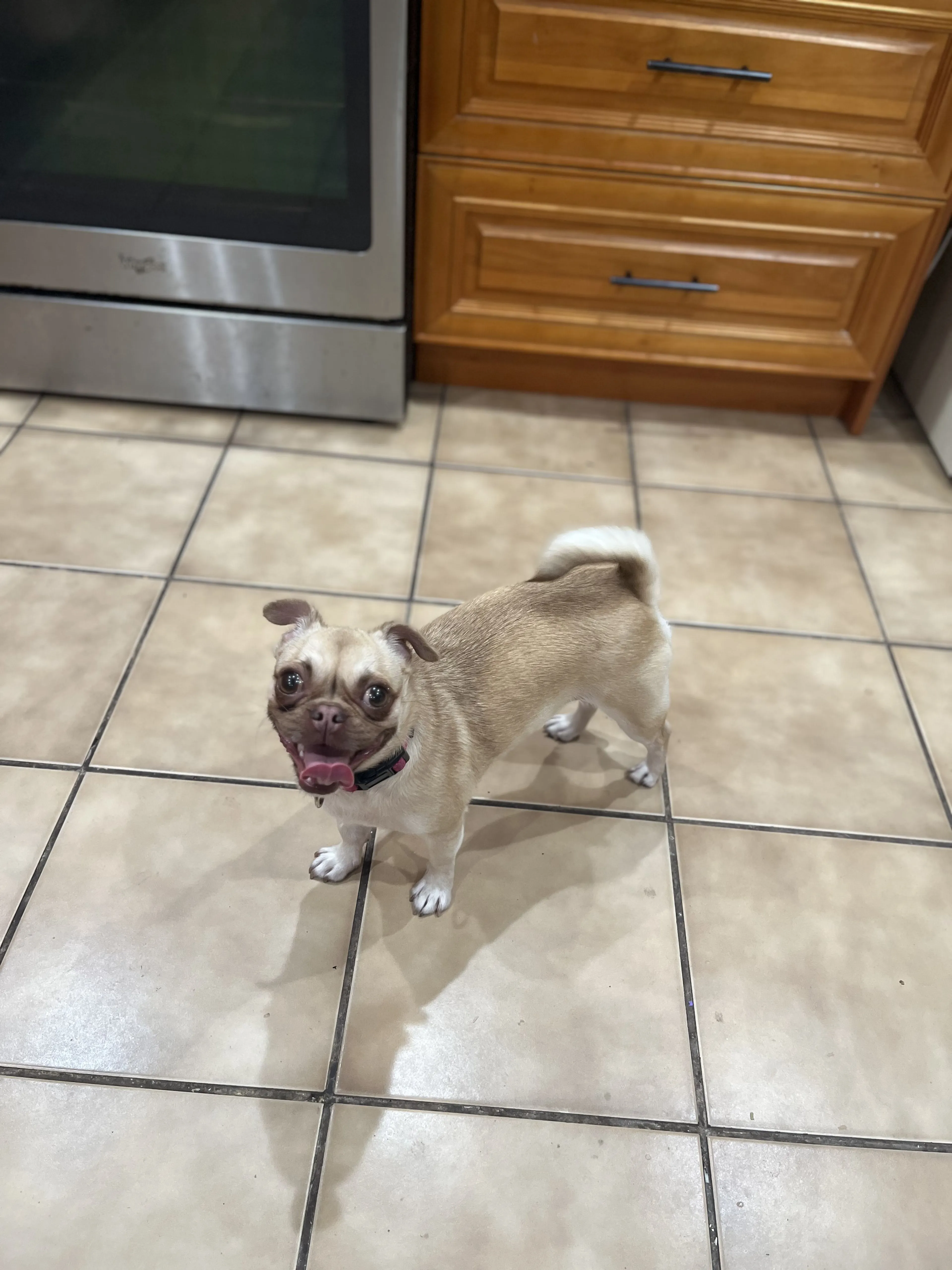 Lost pet-1