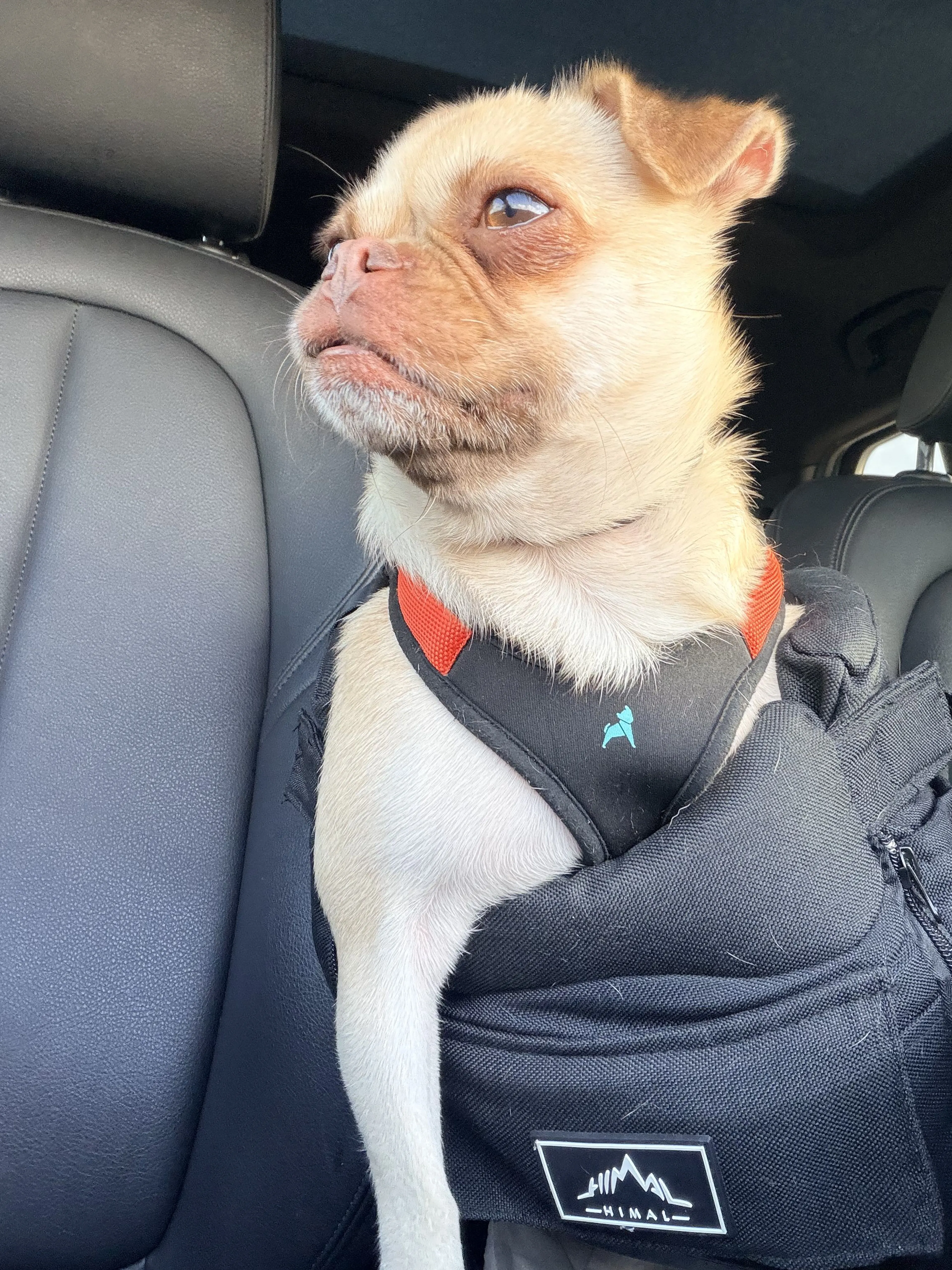 Lost pet-2