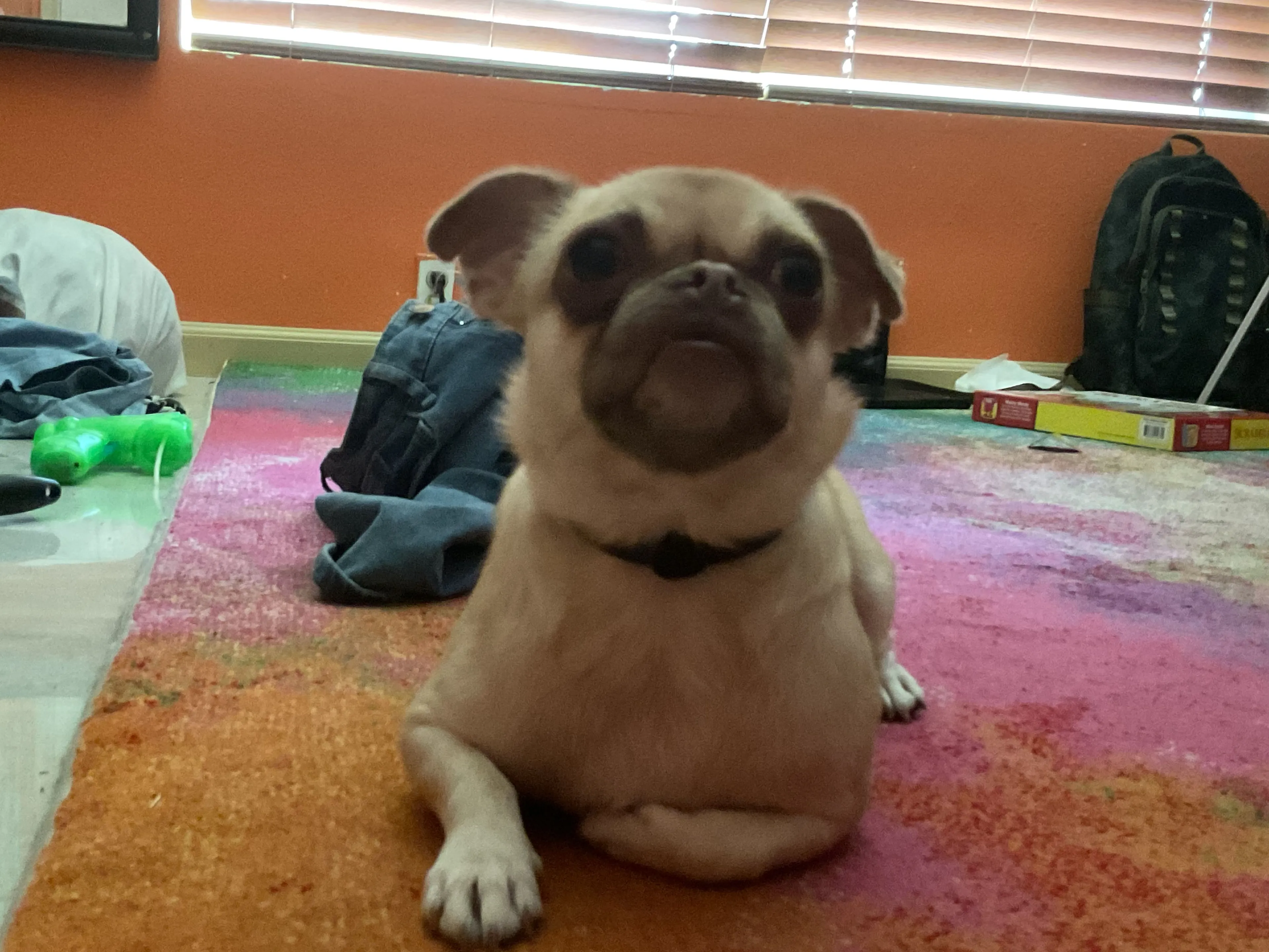 Lost pet-0