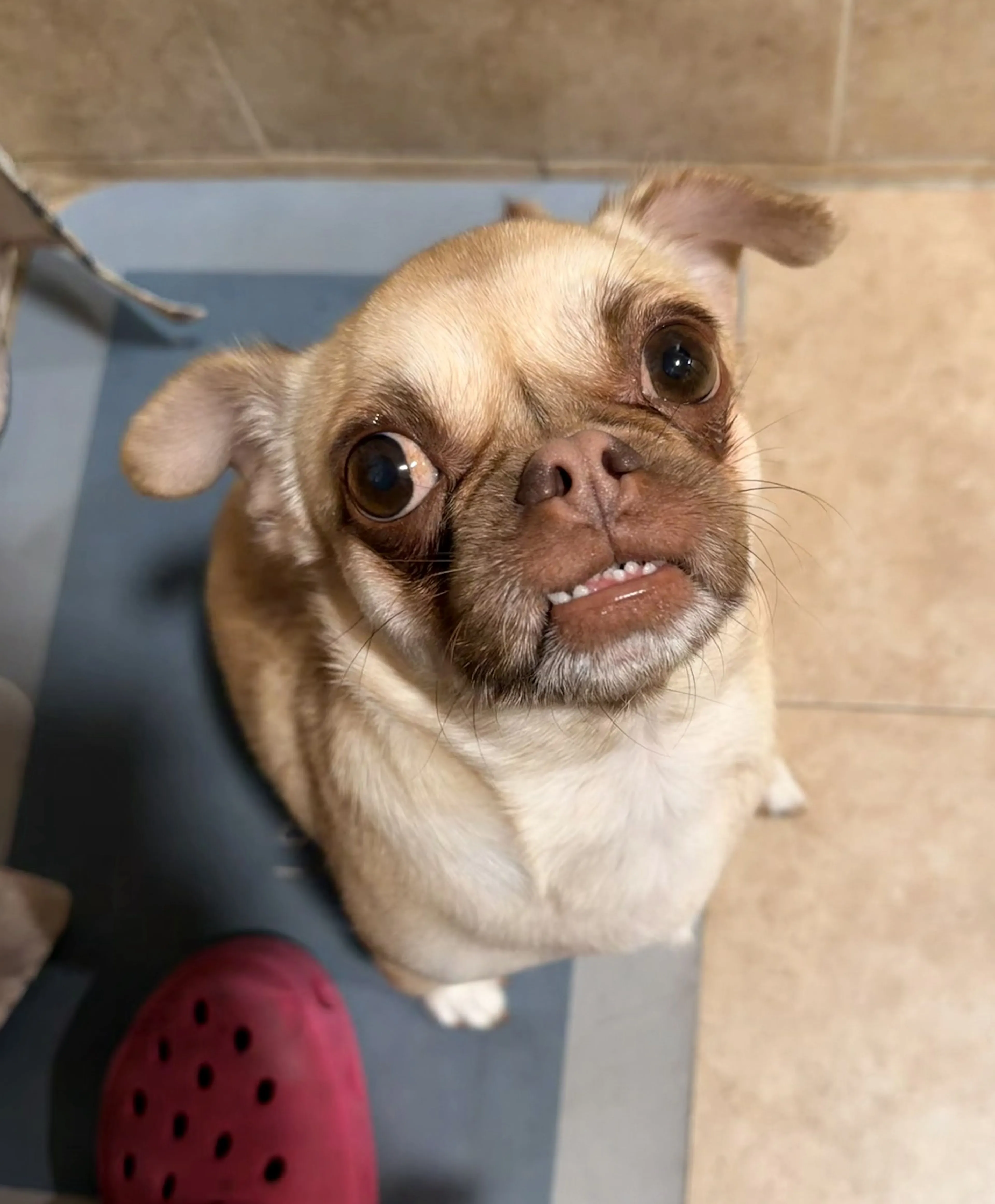 Lost pet-3