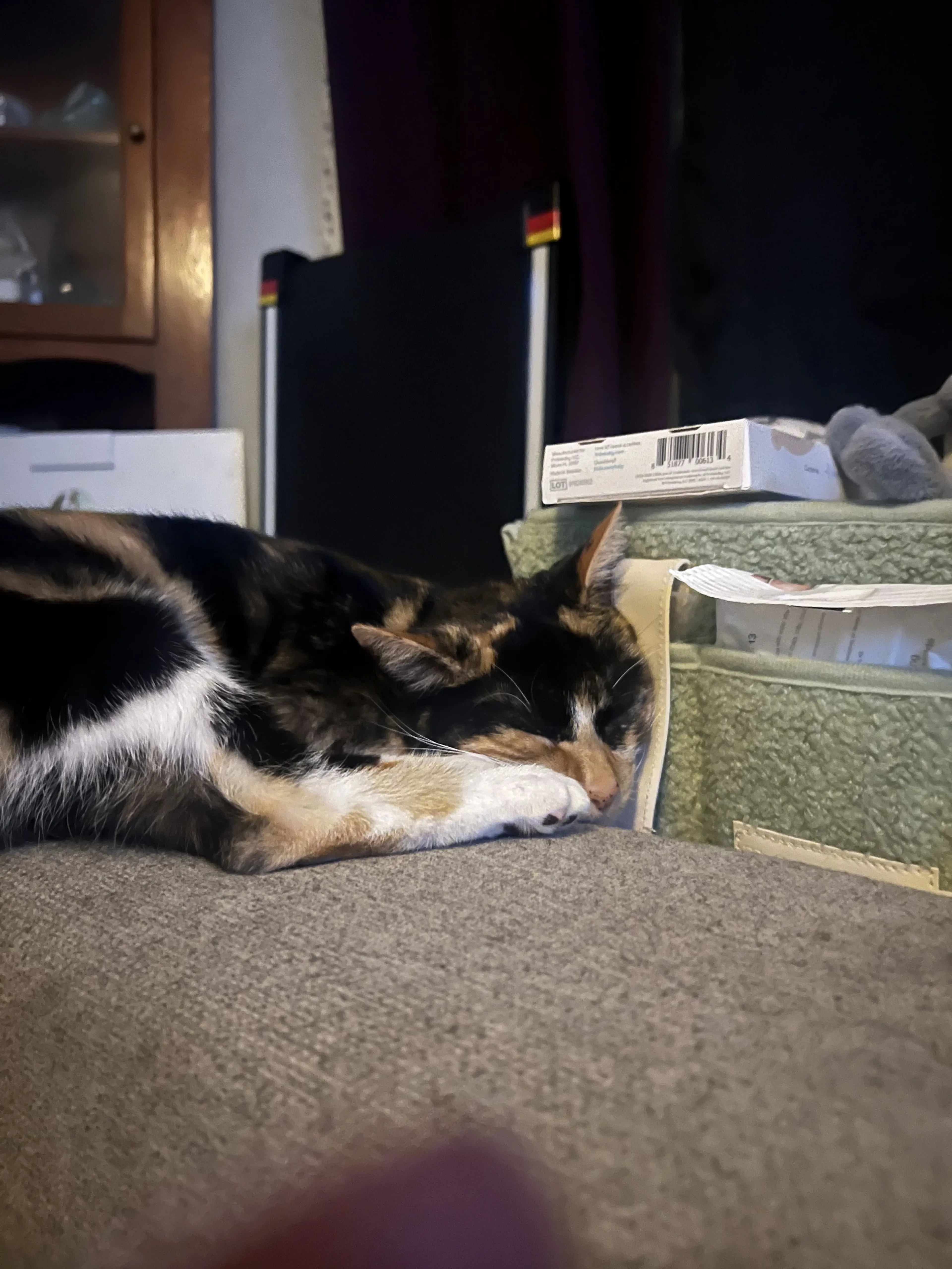 Lost pet-1
