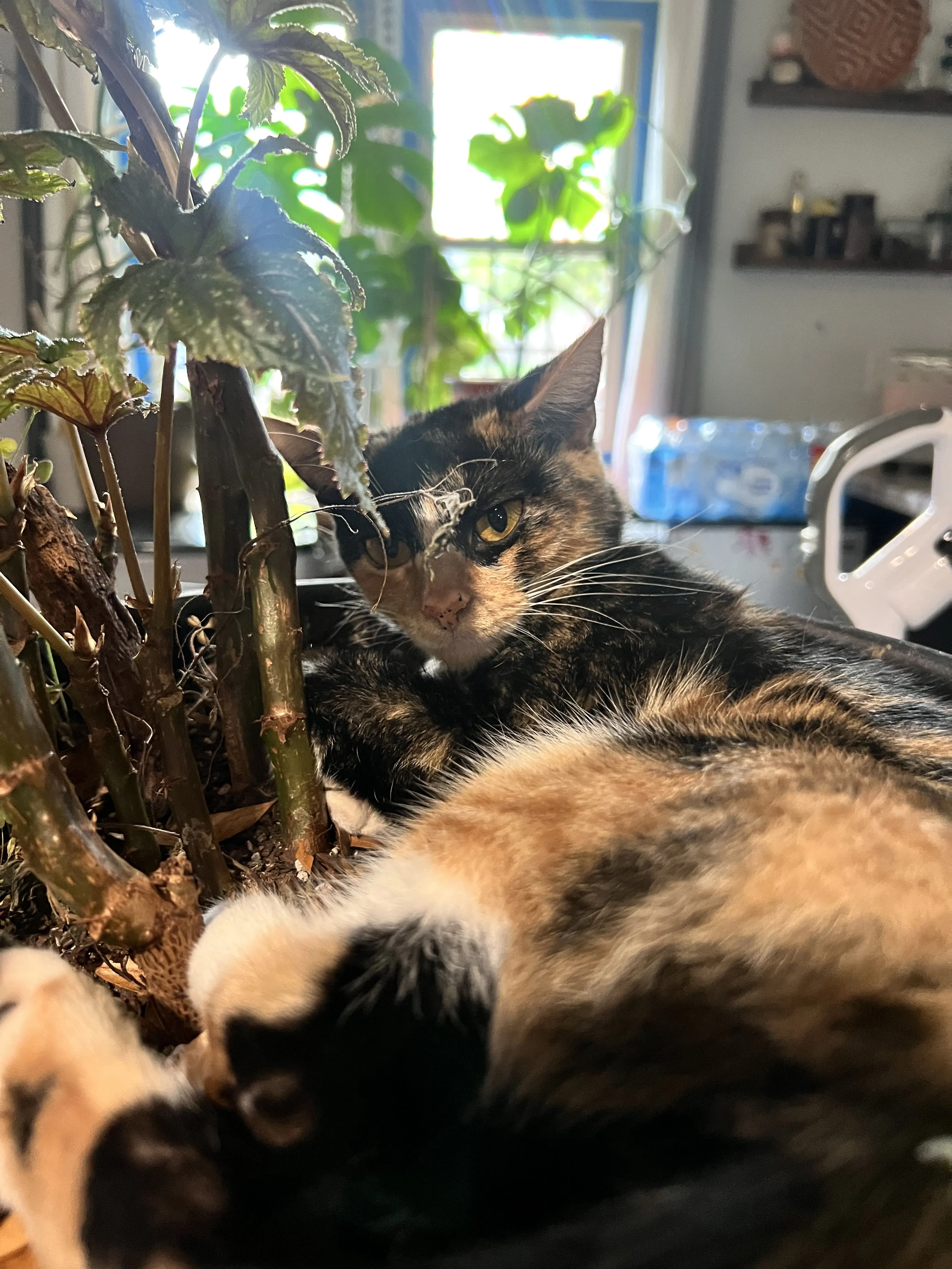 Lost pet-0