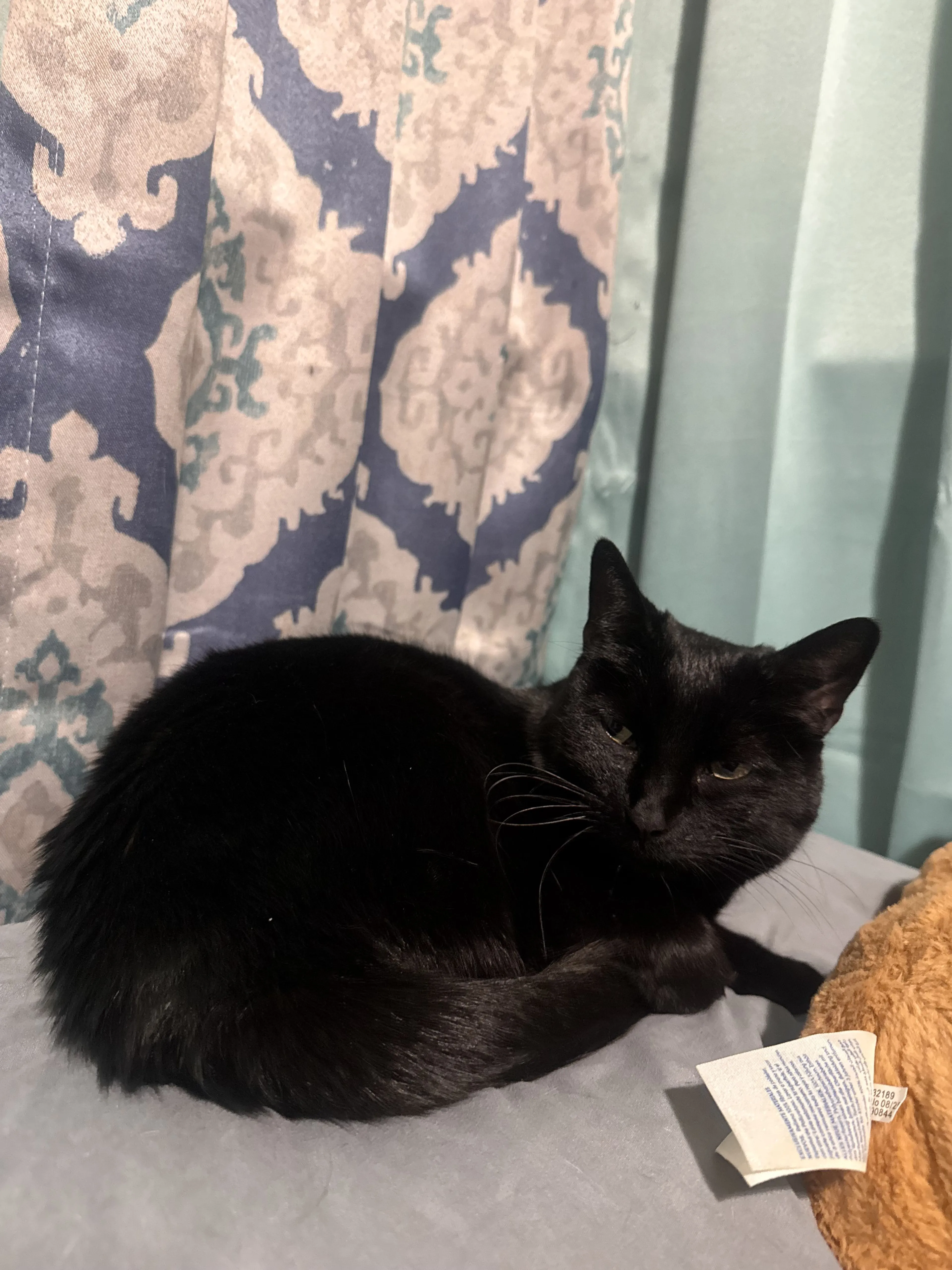 Lost pet-1