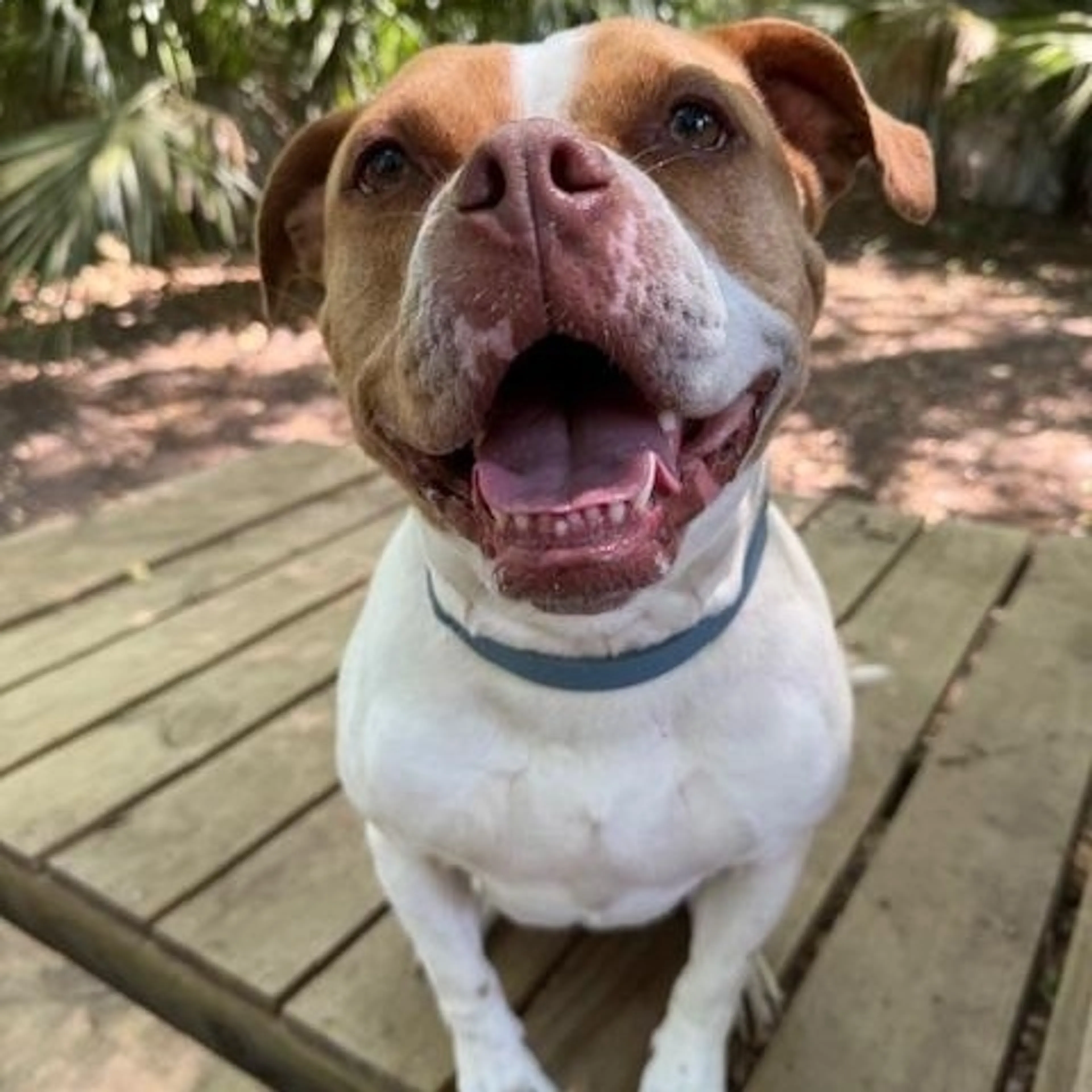 Found pet-1