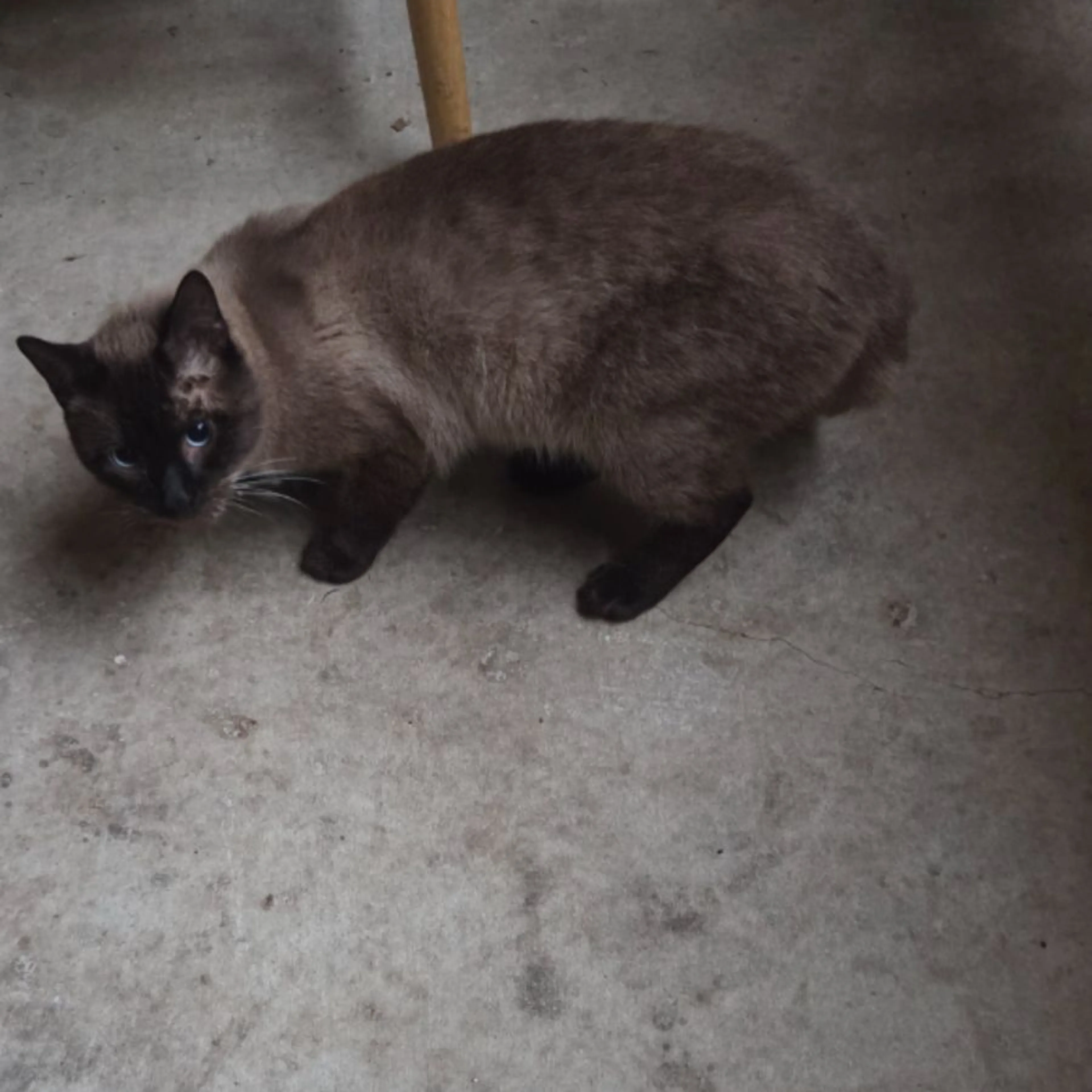 Found pet