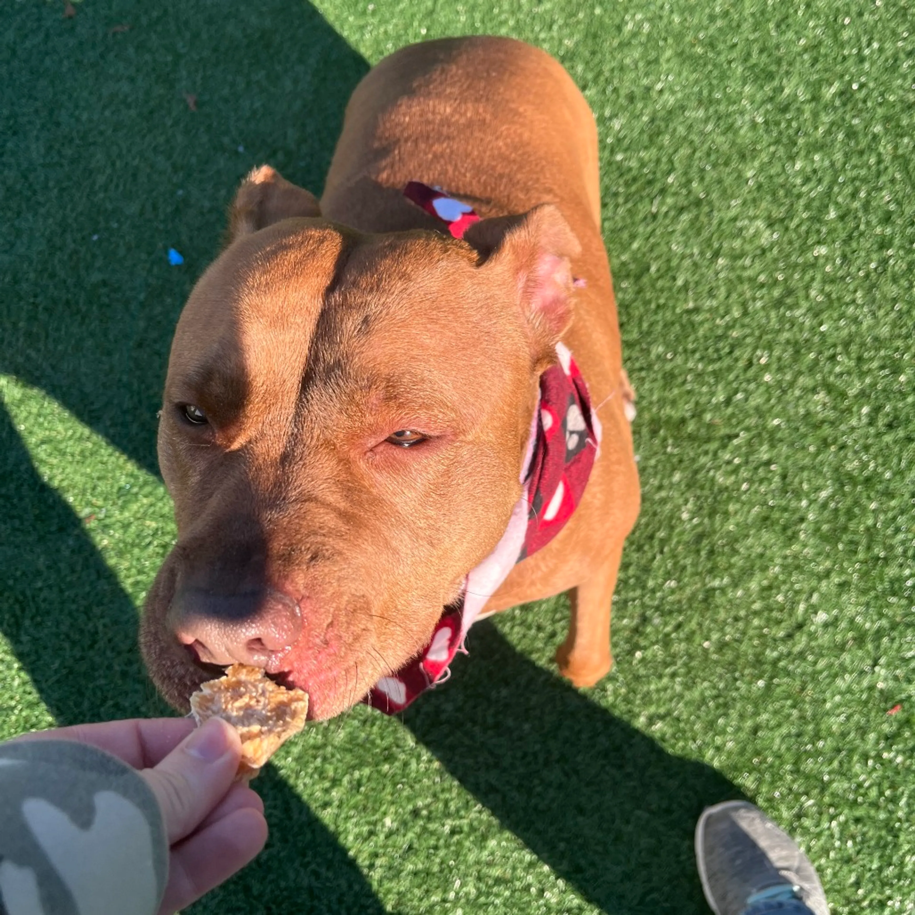 Found pet-1
