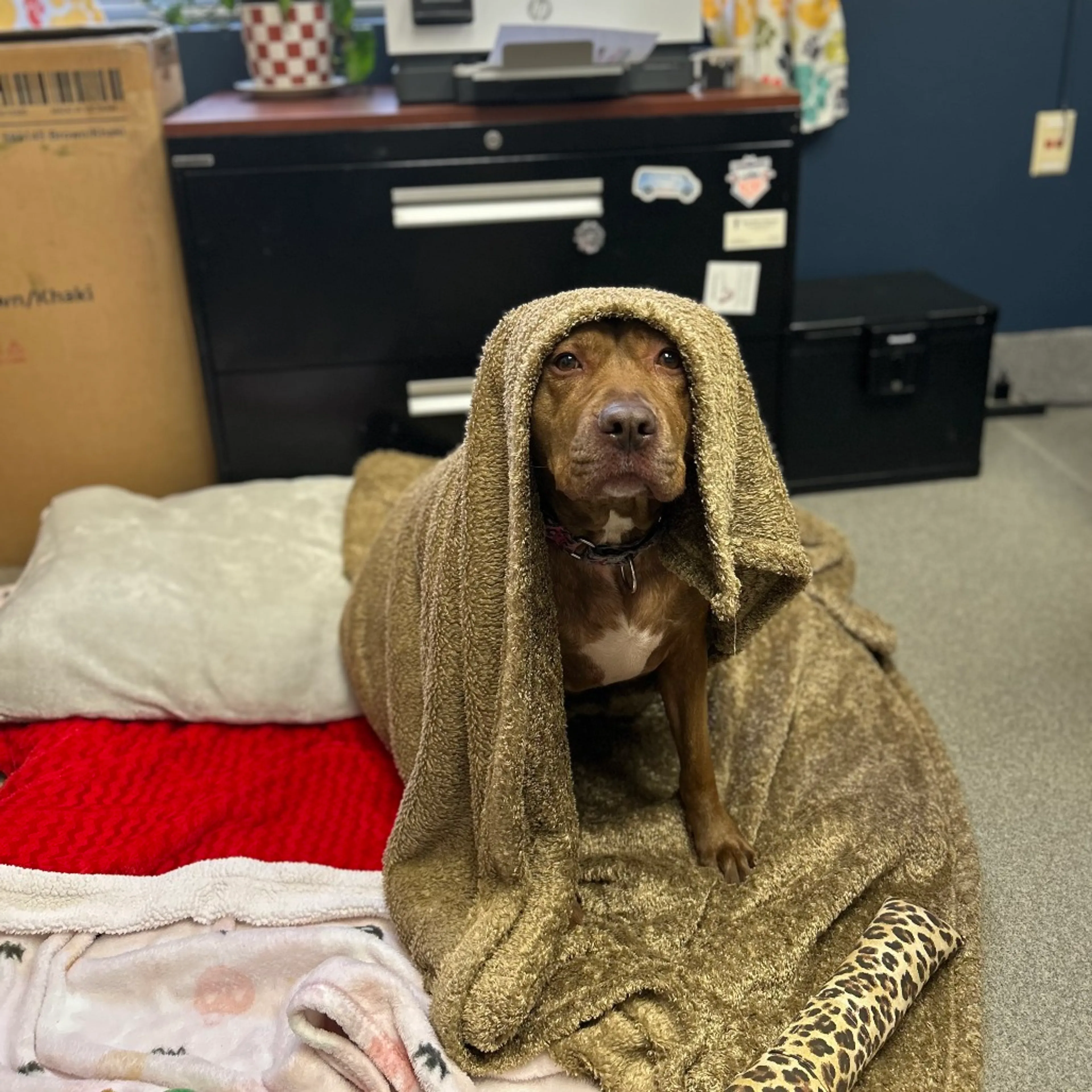 Found pet-2