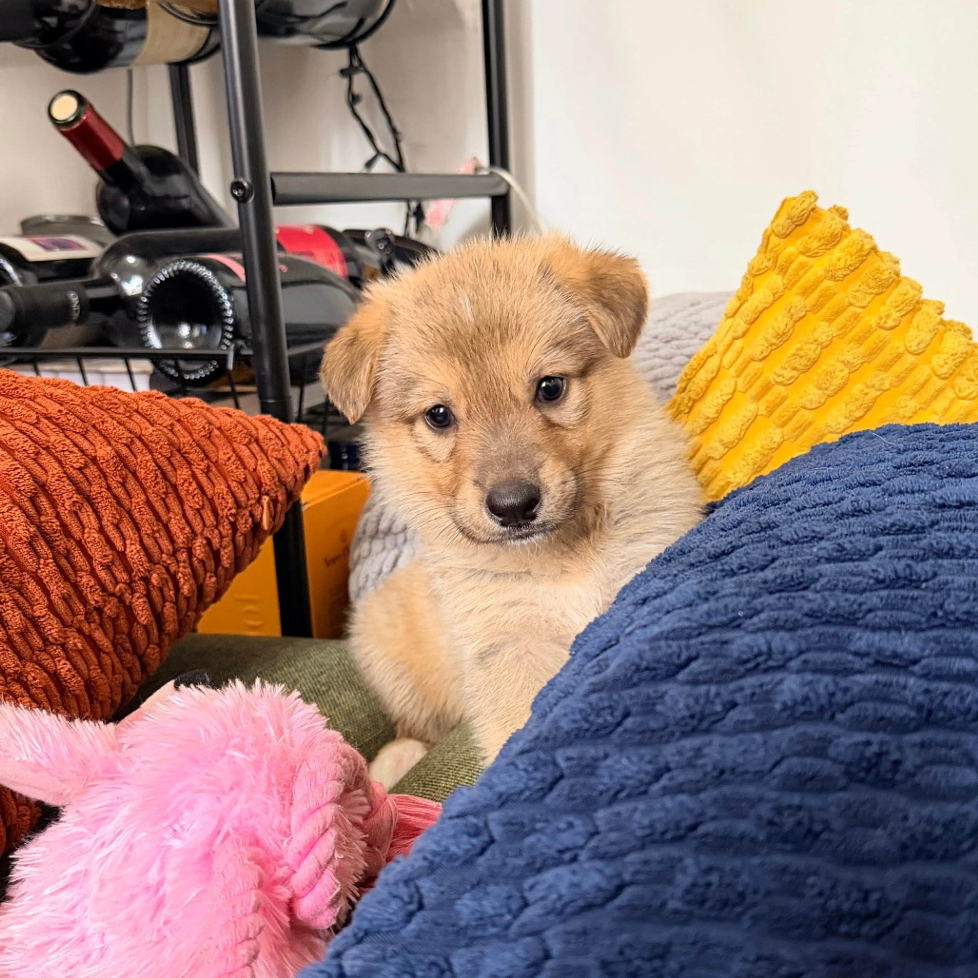 Found pet-2
