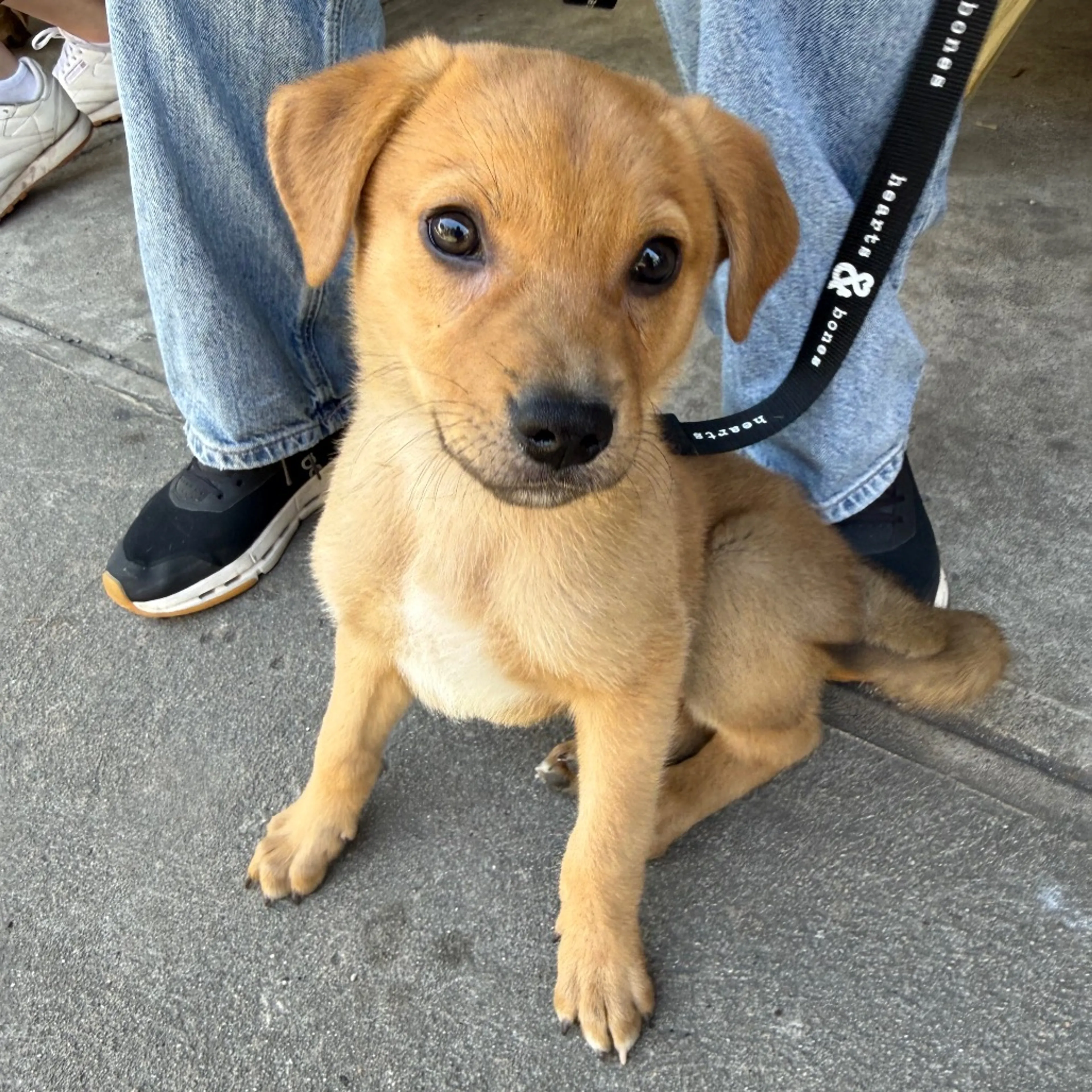Found pet-7