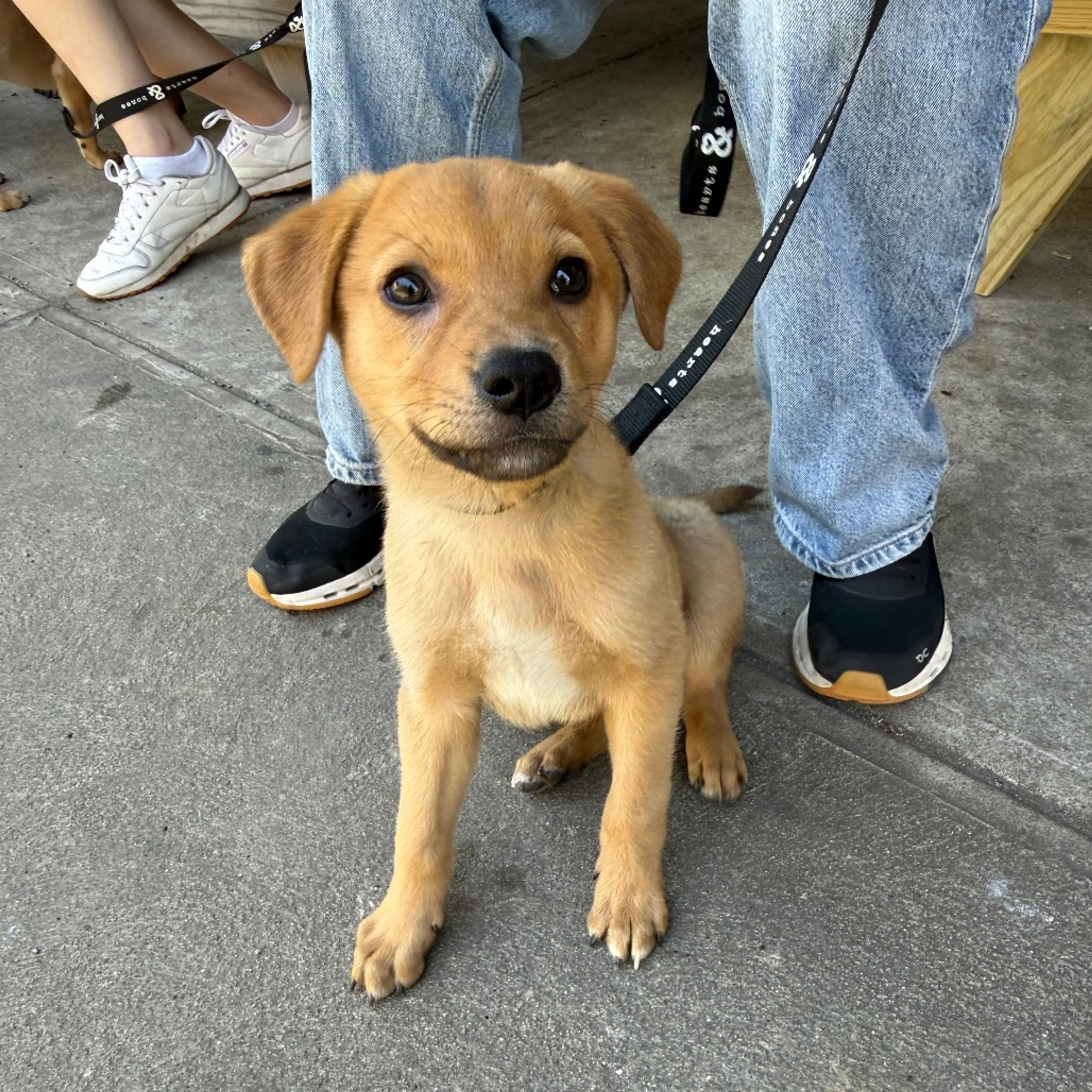 Found pet-6