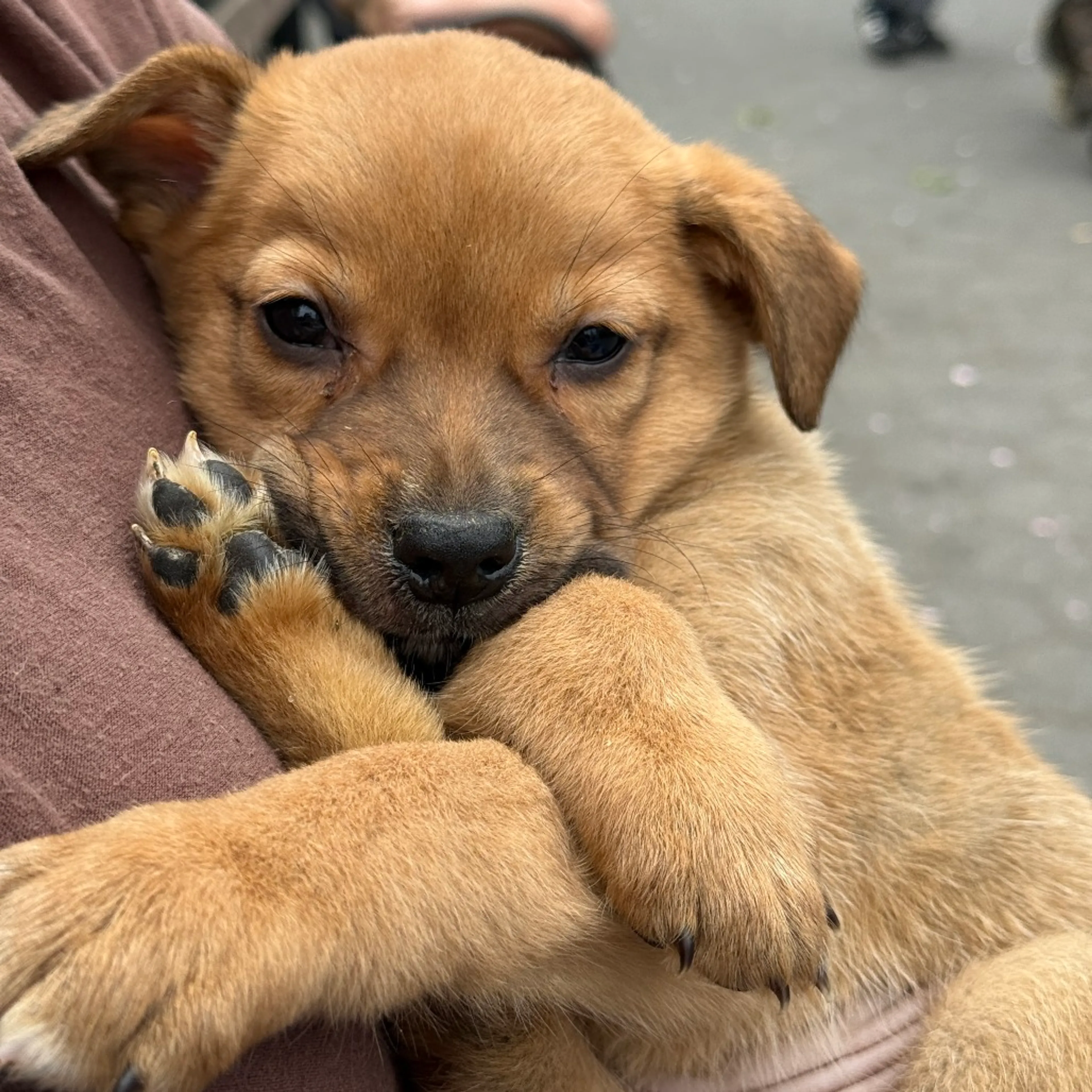Found pet-1