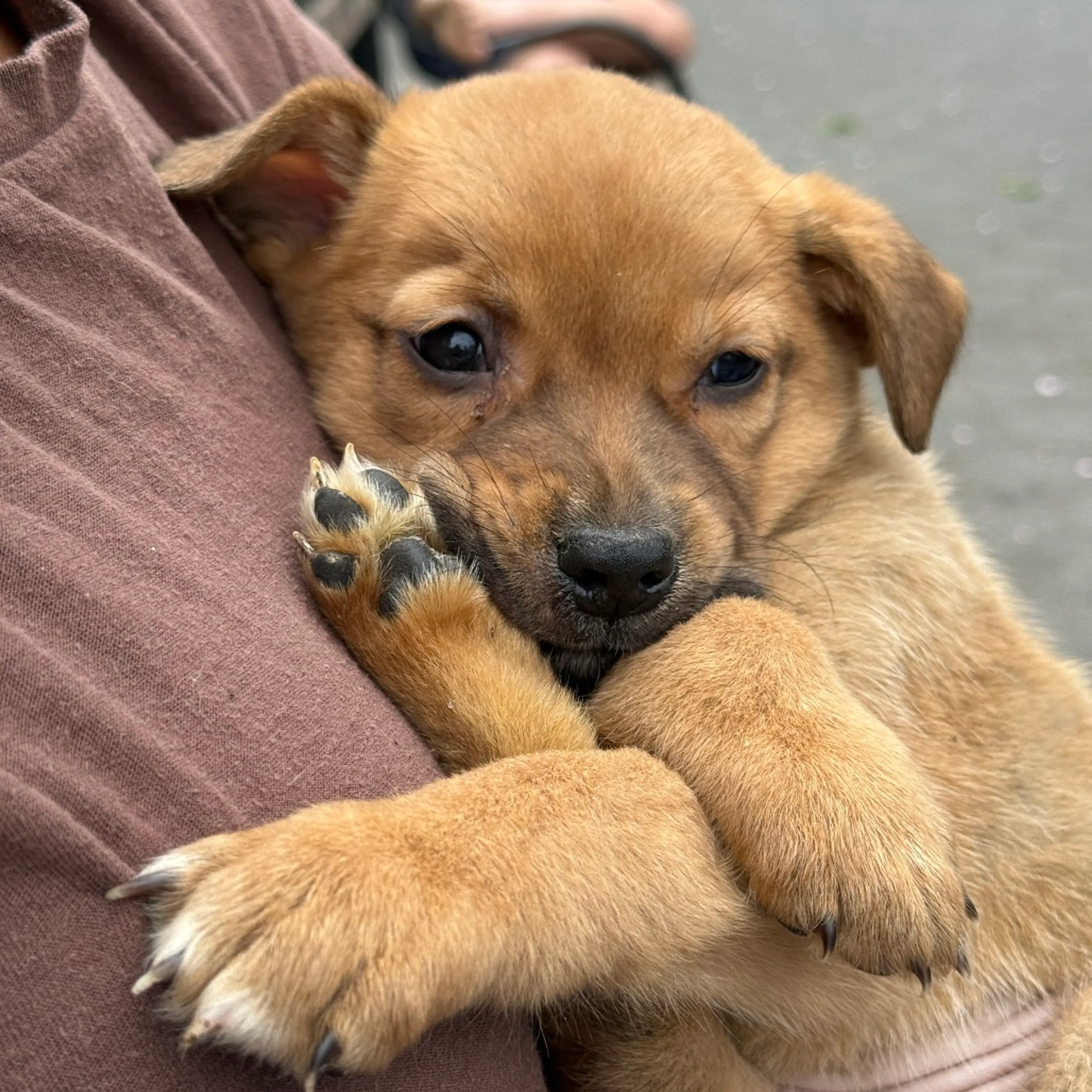 Found pet-2