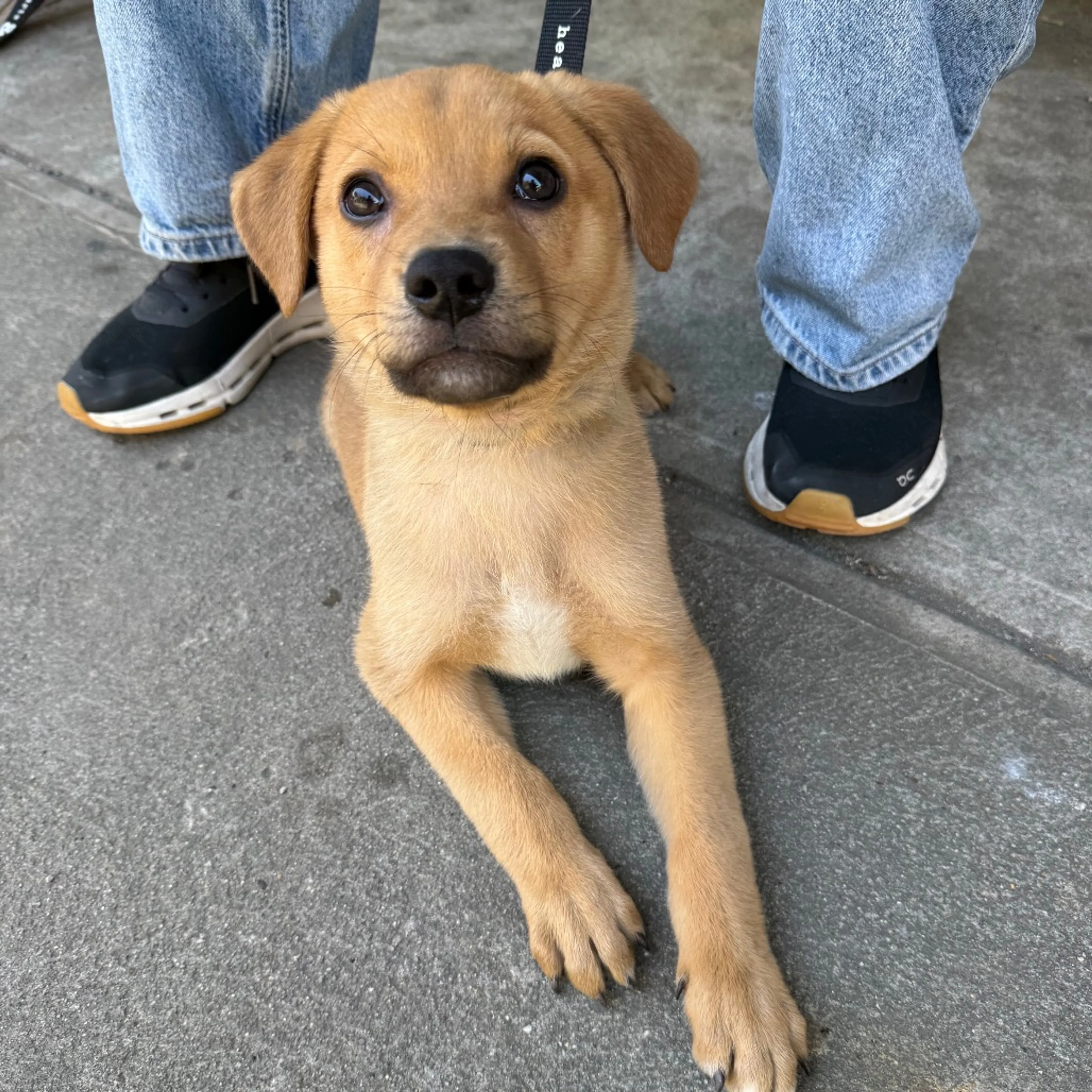 Found pet-5