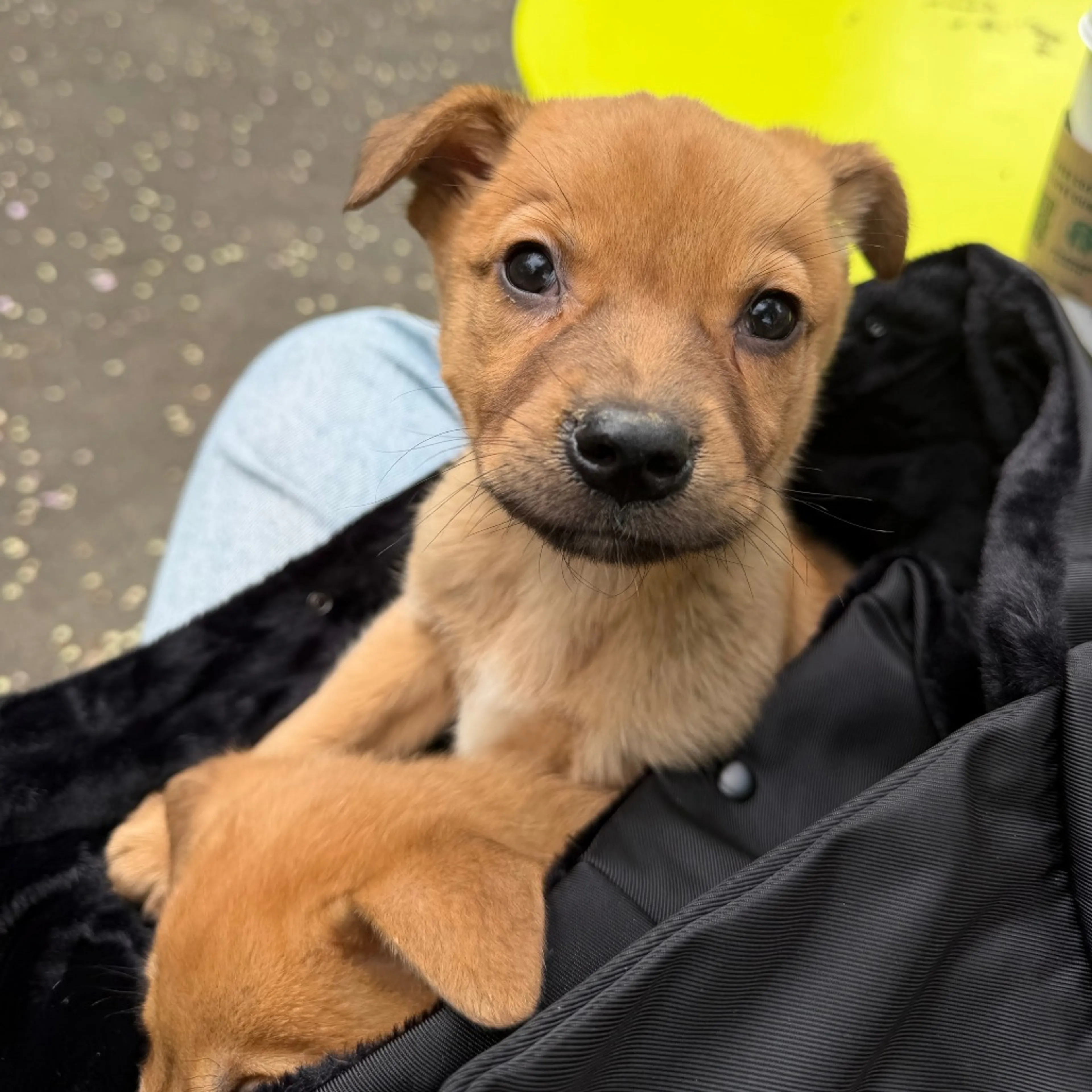 Found pet-4