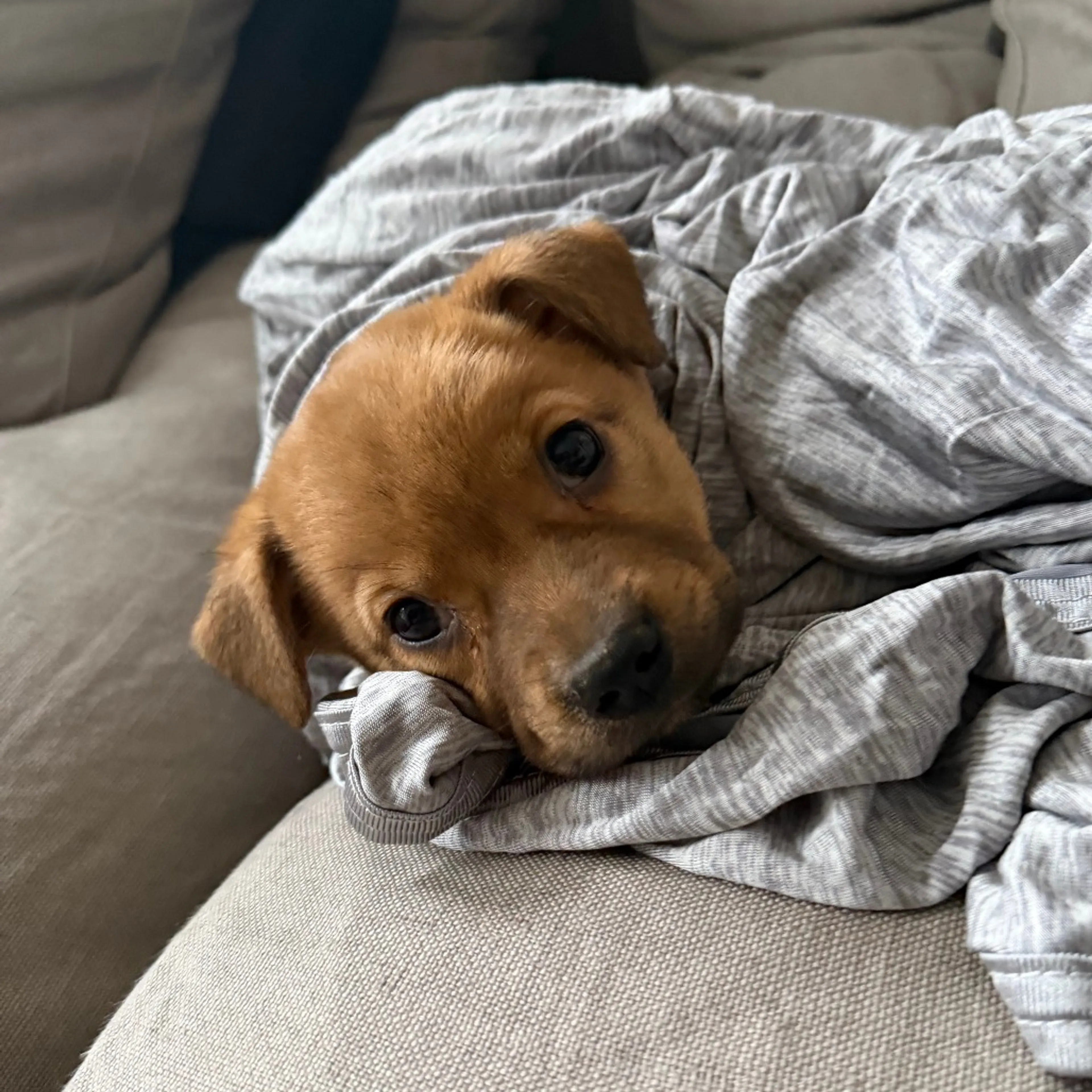 Found pet-3