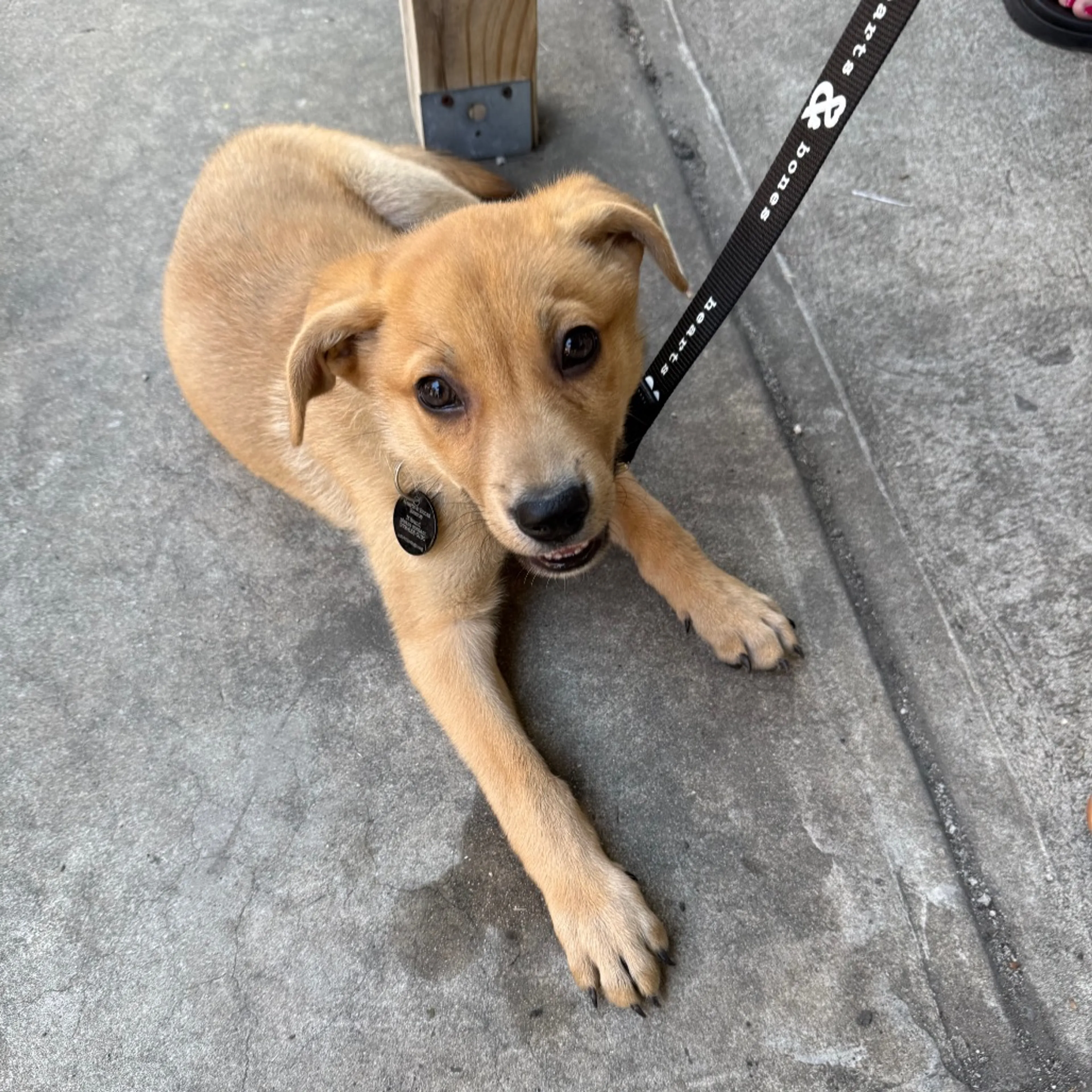 Found pet-9