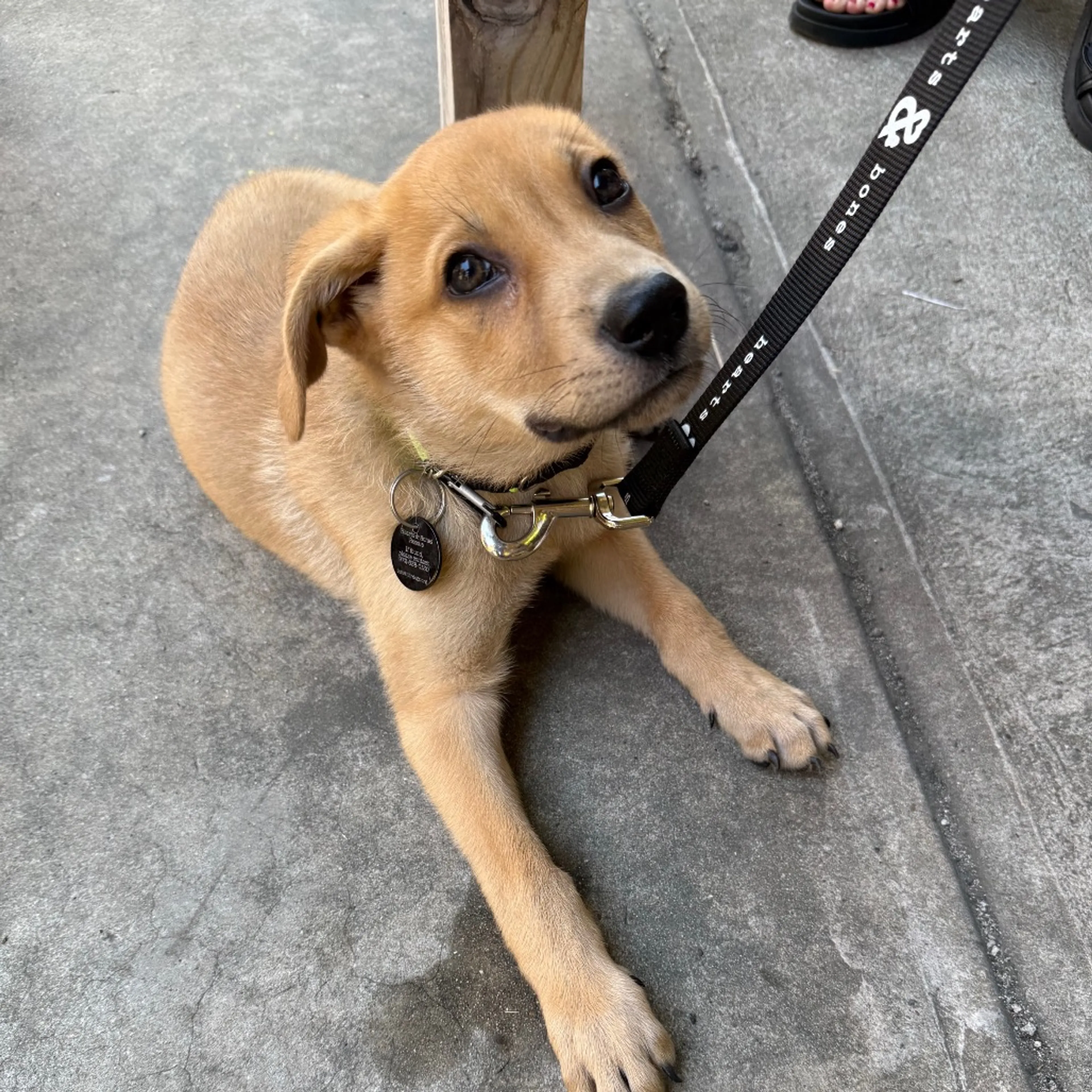 Found pet-8