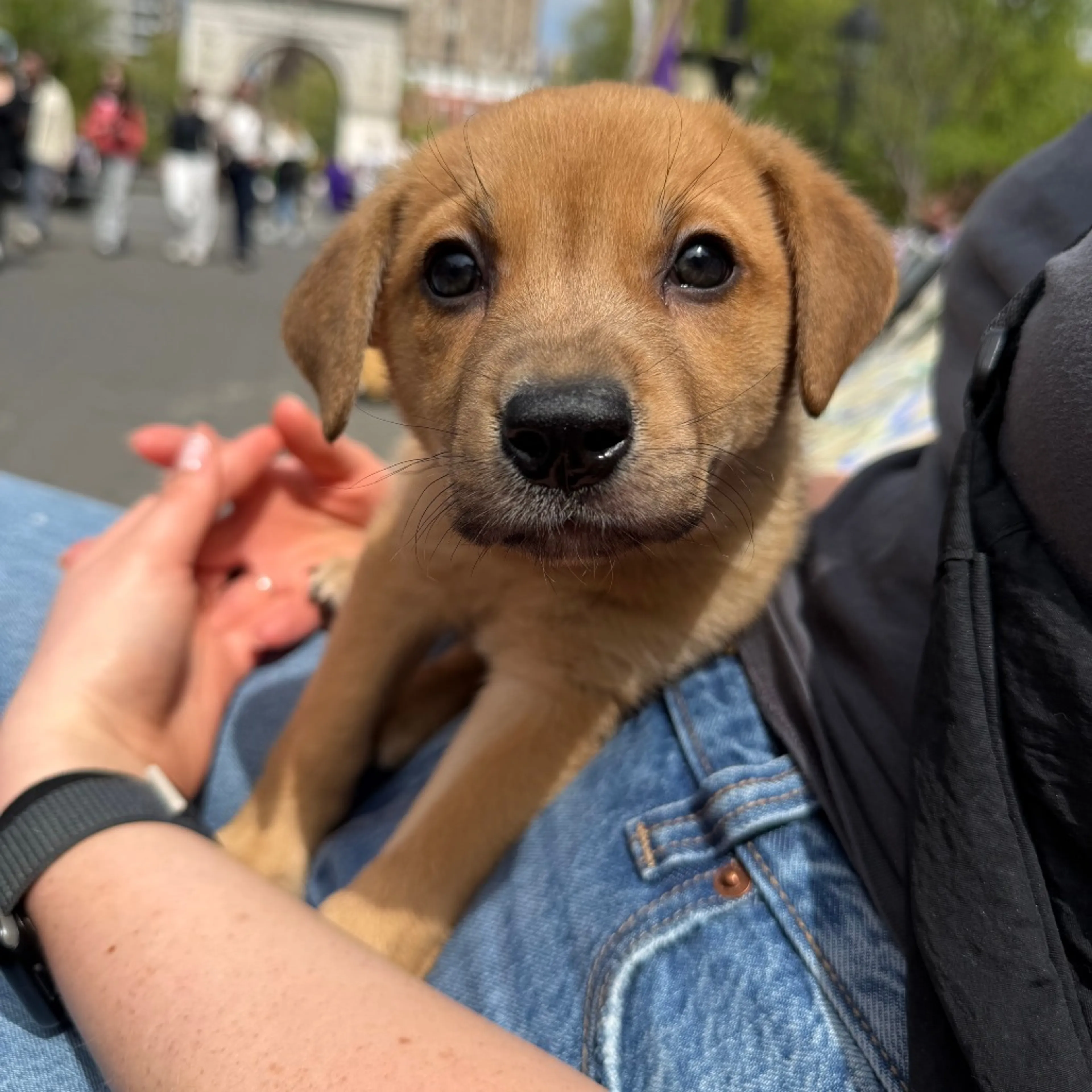 Found pet-4