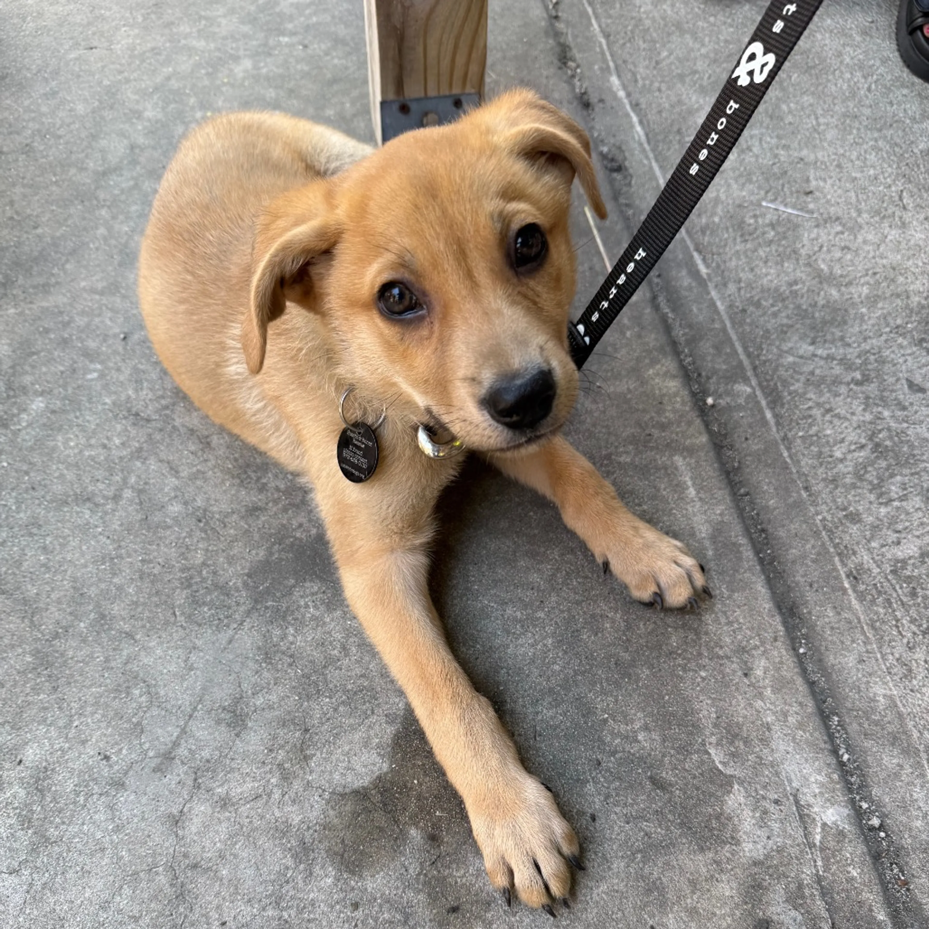 Found pet-0