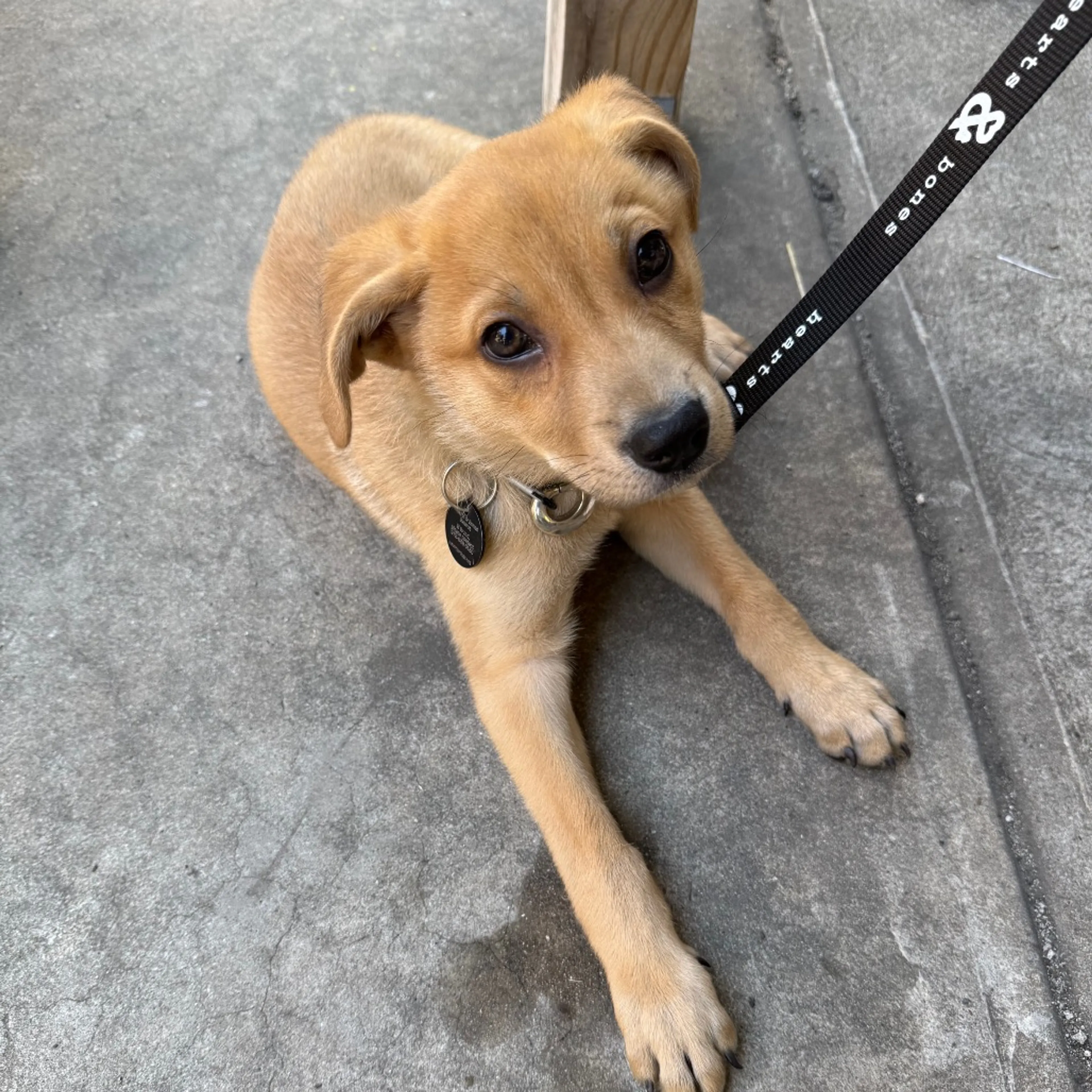 Found pet-7