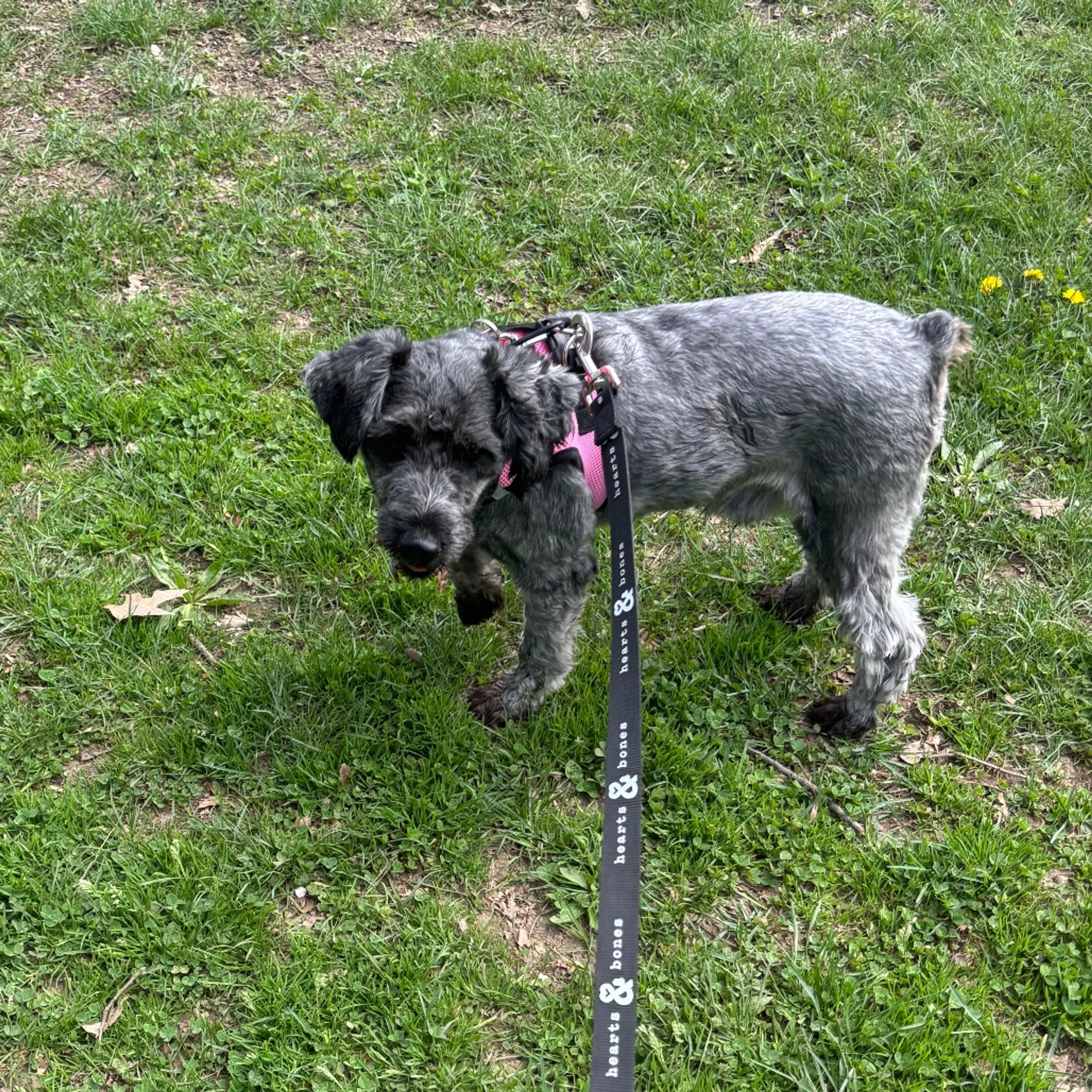 Found pet-8
