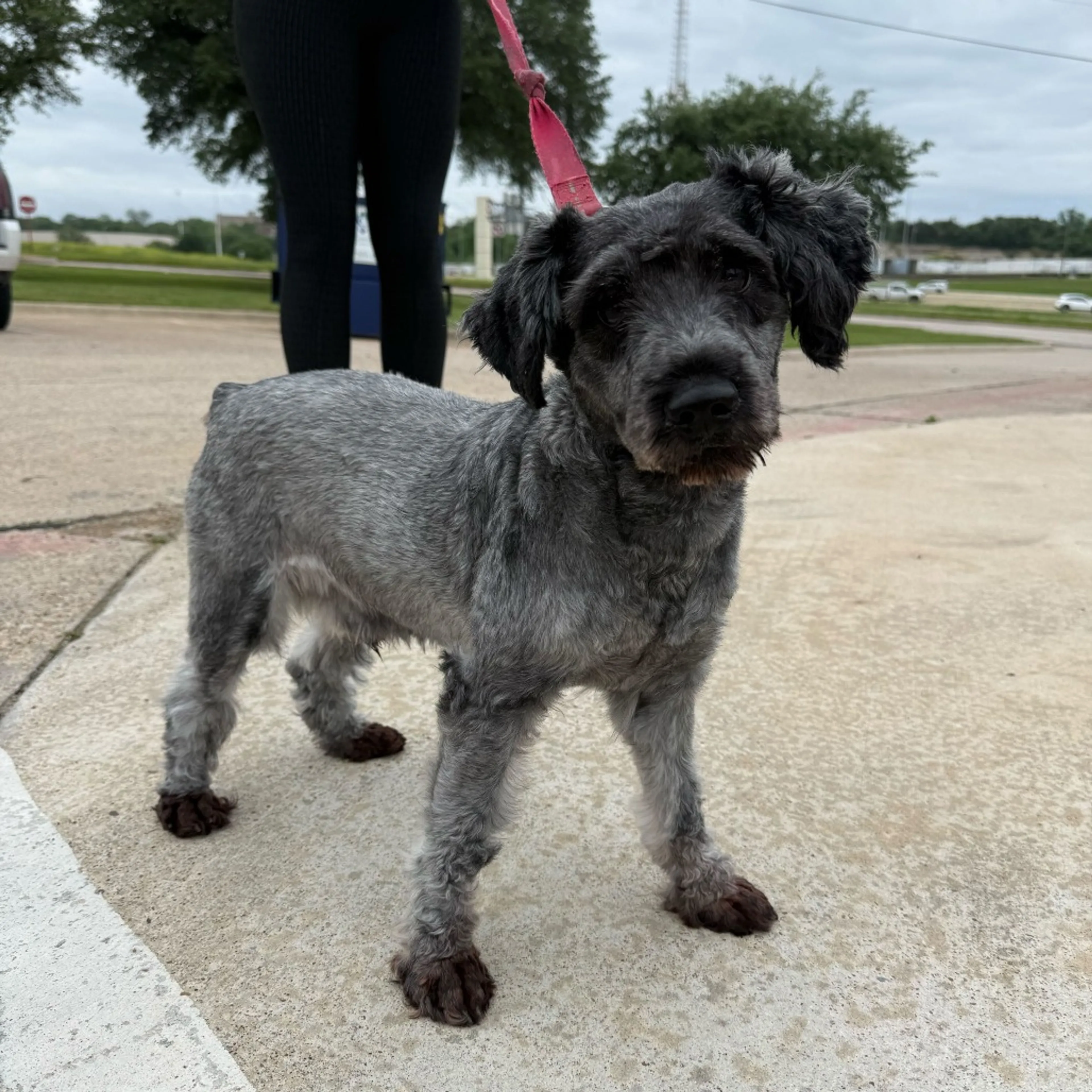 Found pet-7