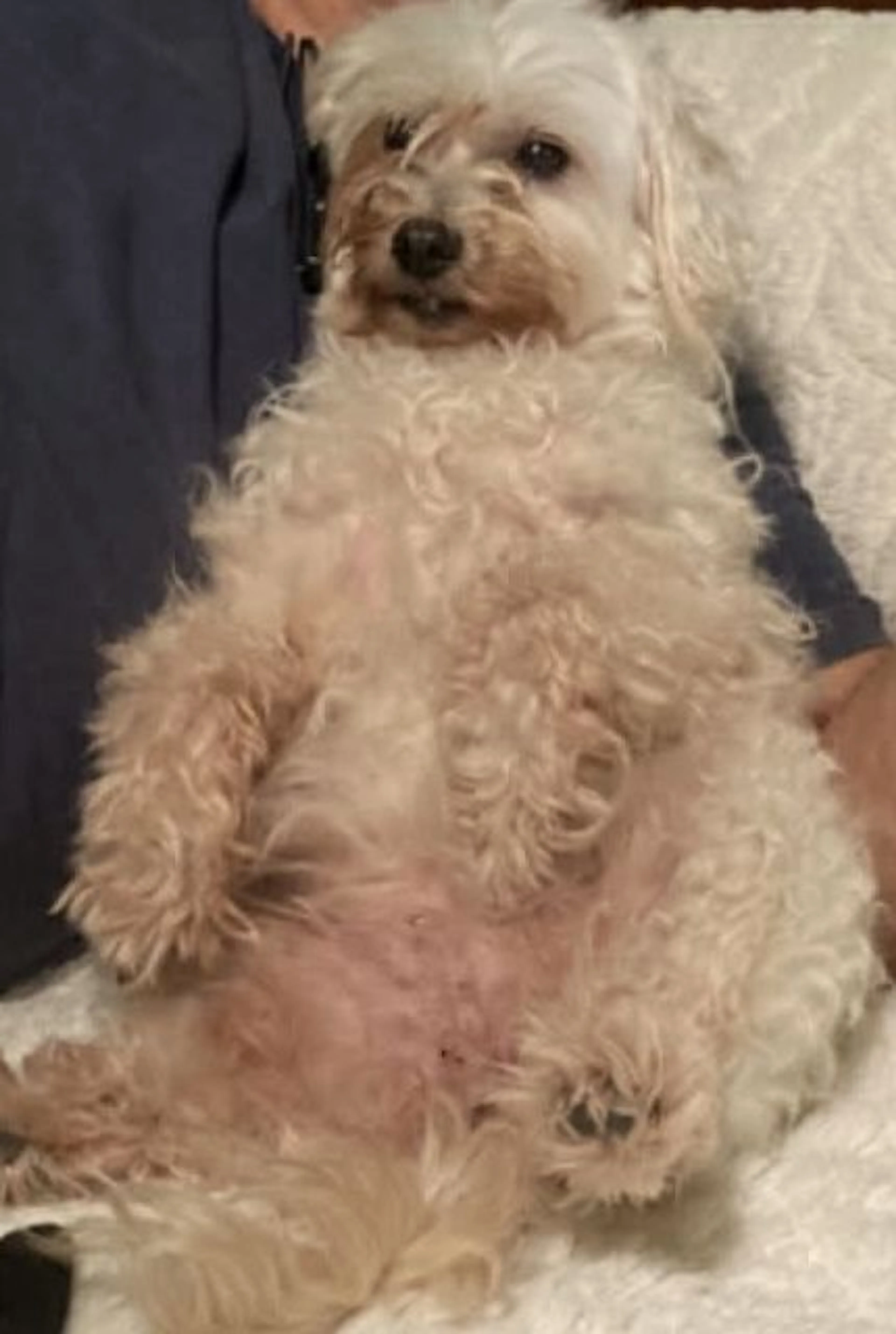 Lost pet