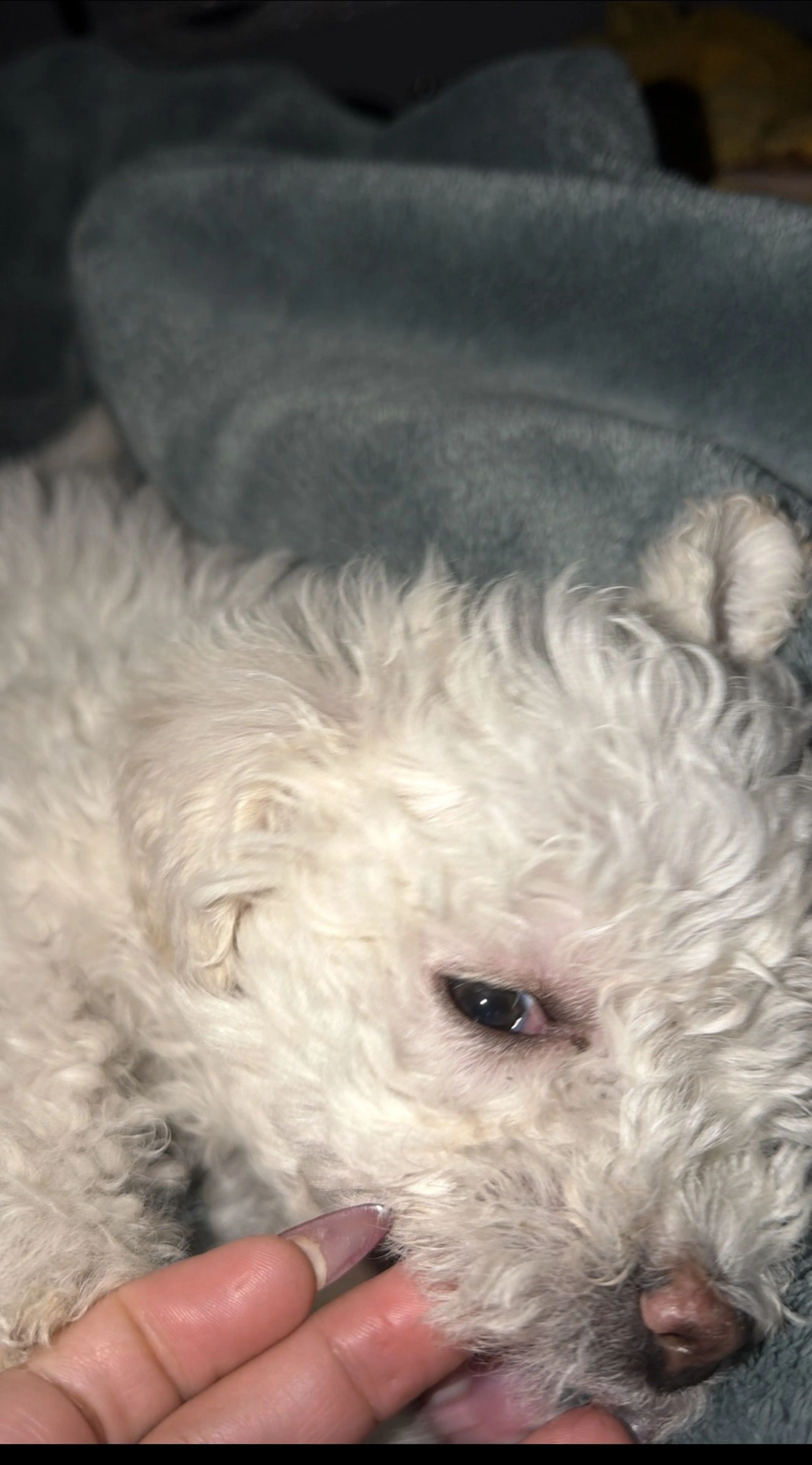 Lost pet