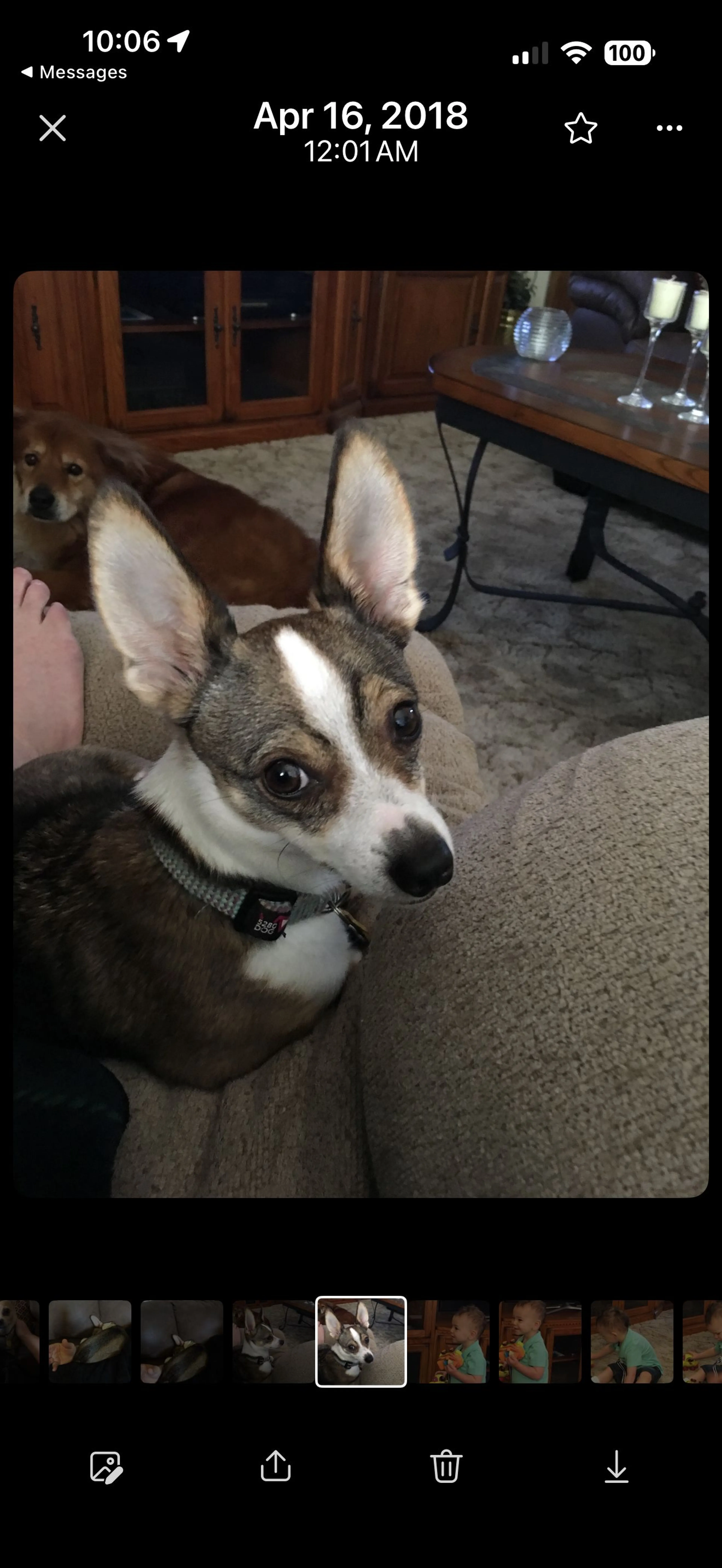 Lost pet