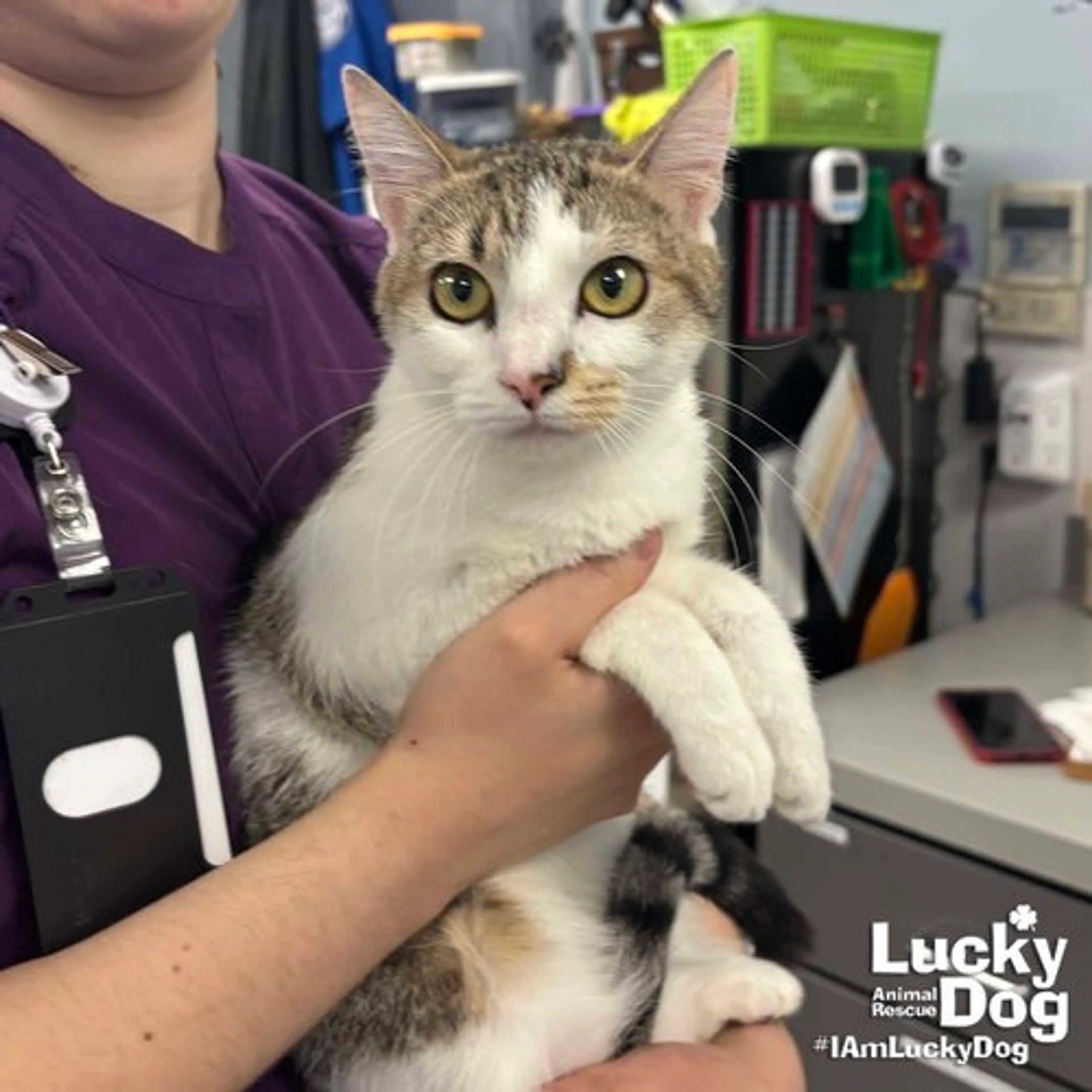 Found pet-1