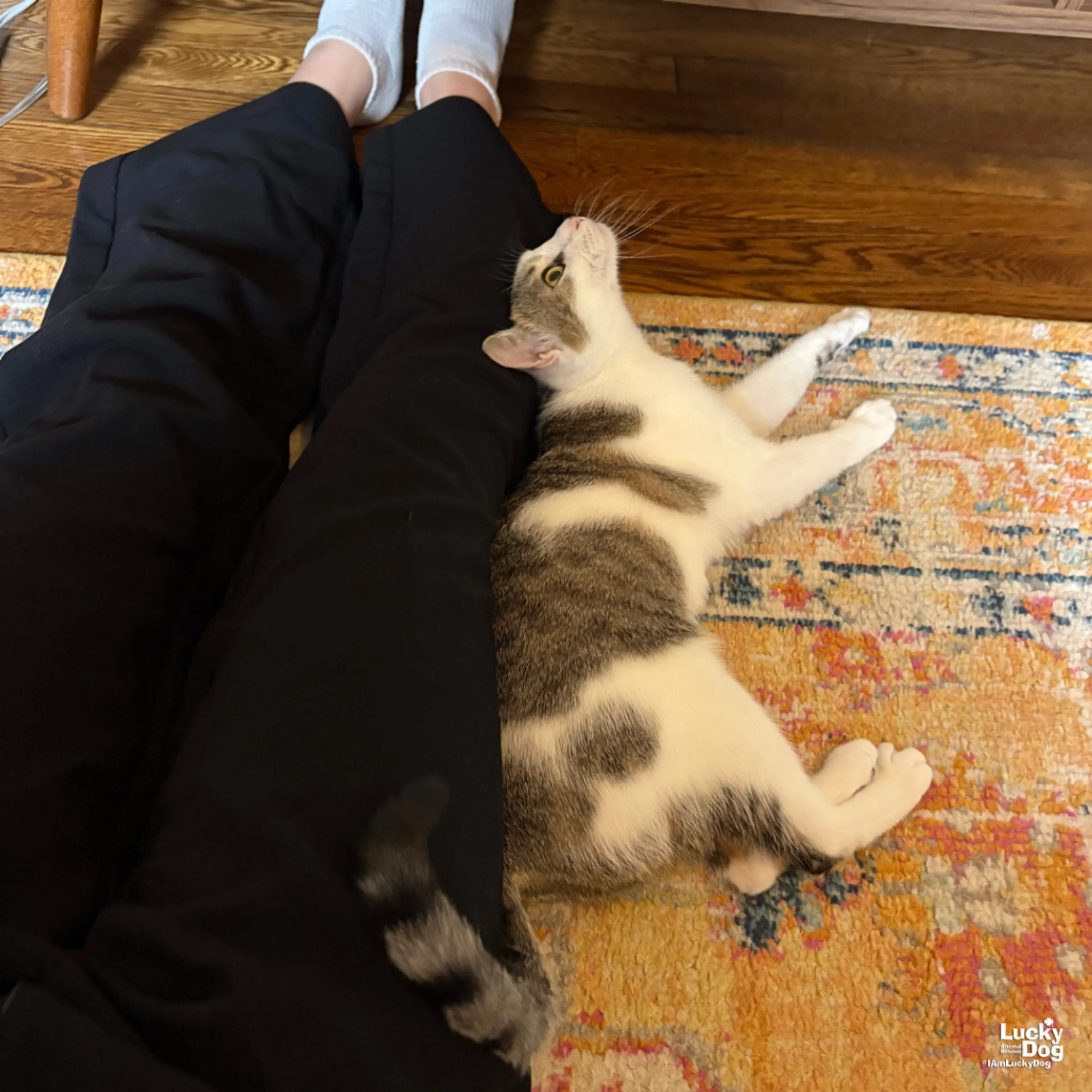 Found pet-4