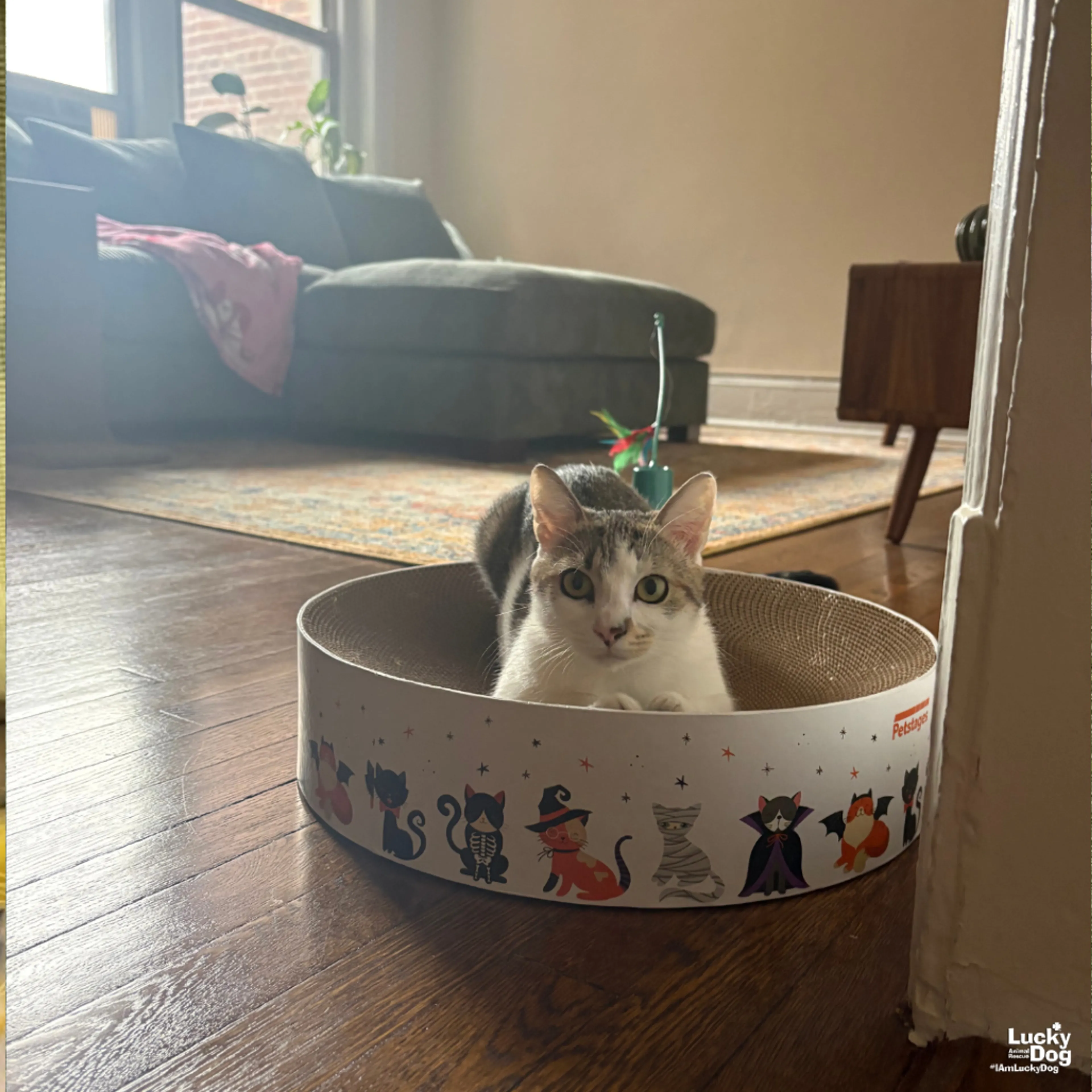 Found pet-3
