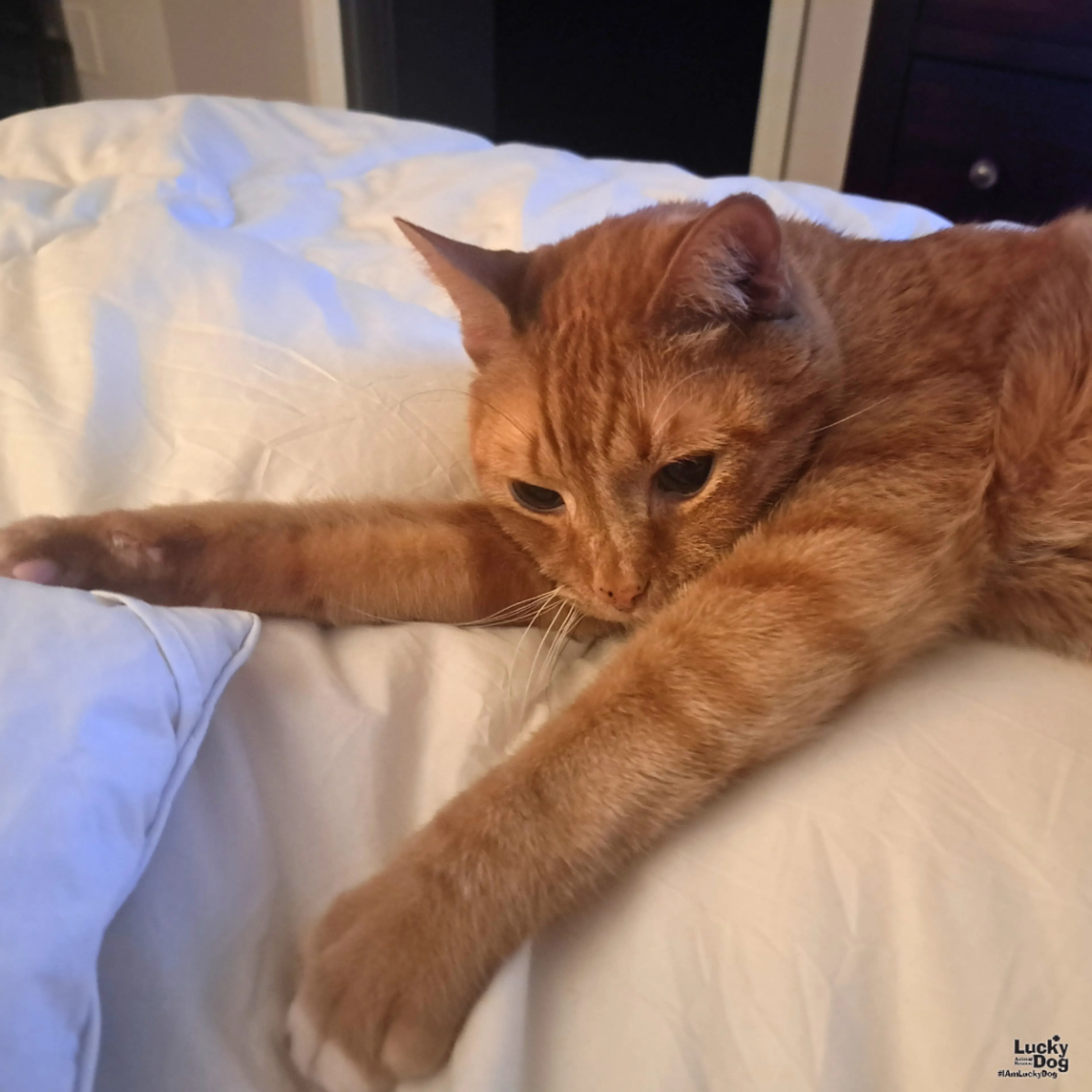 Found pet-3
