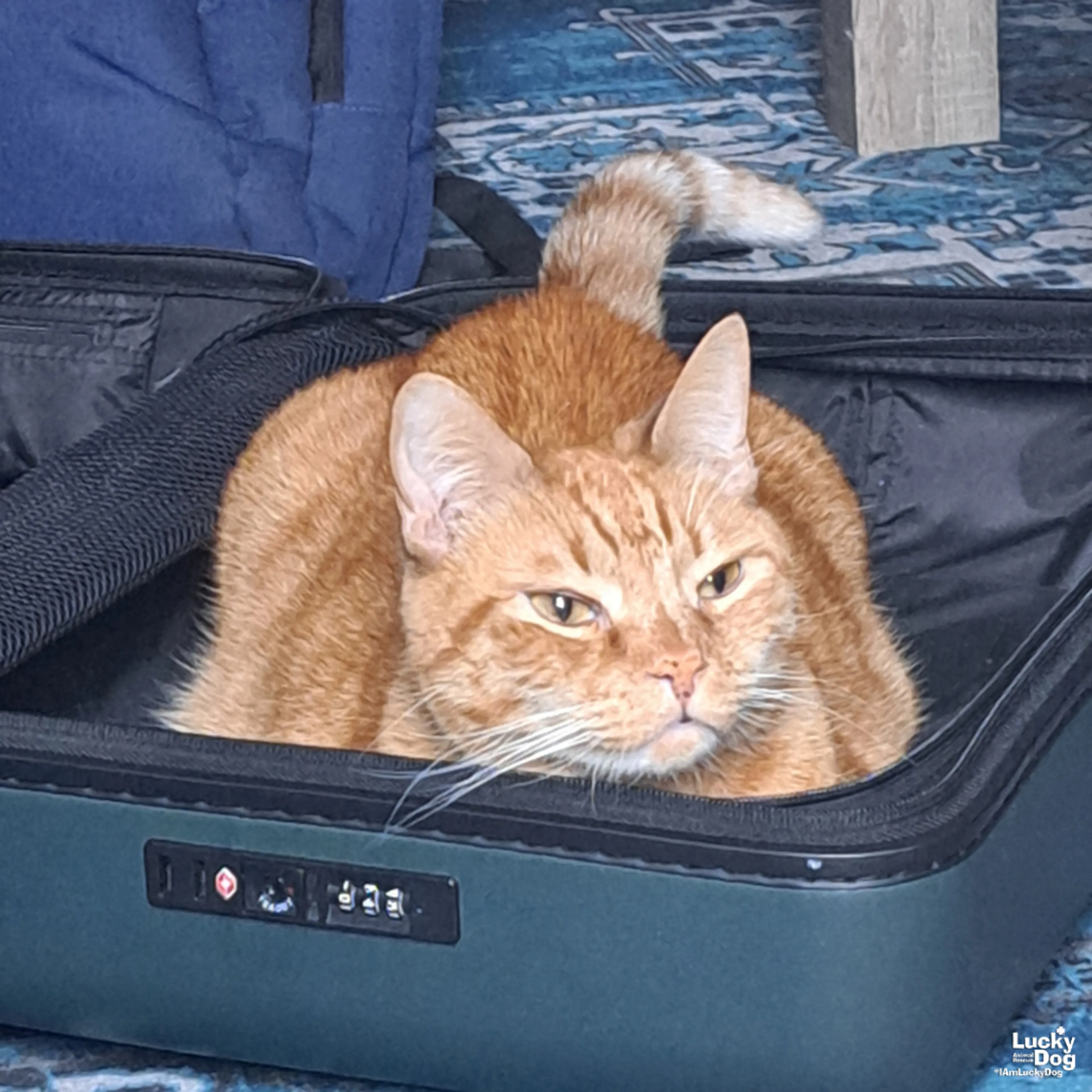 Found pet-0