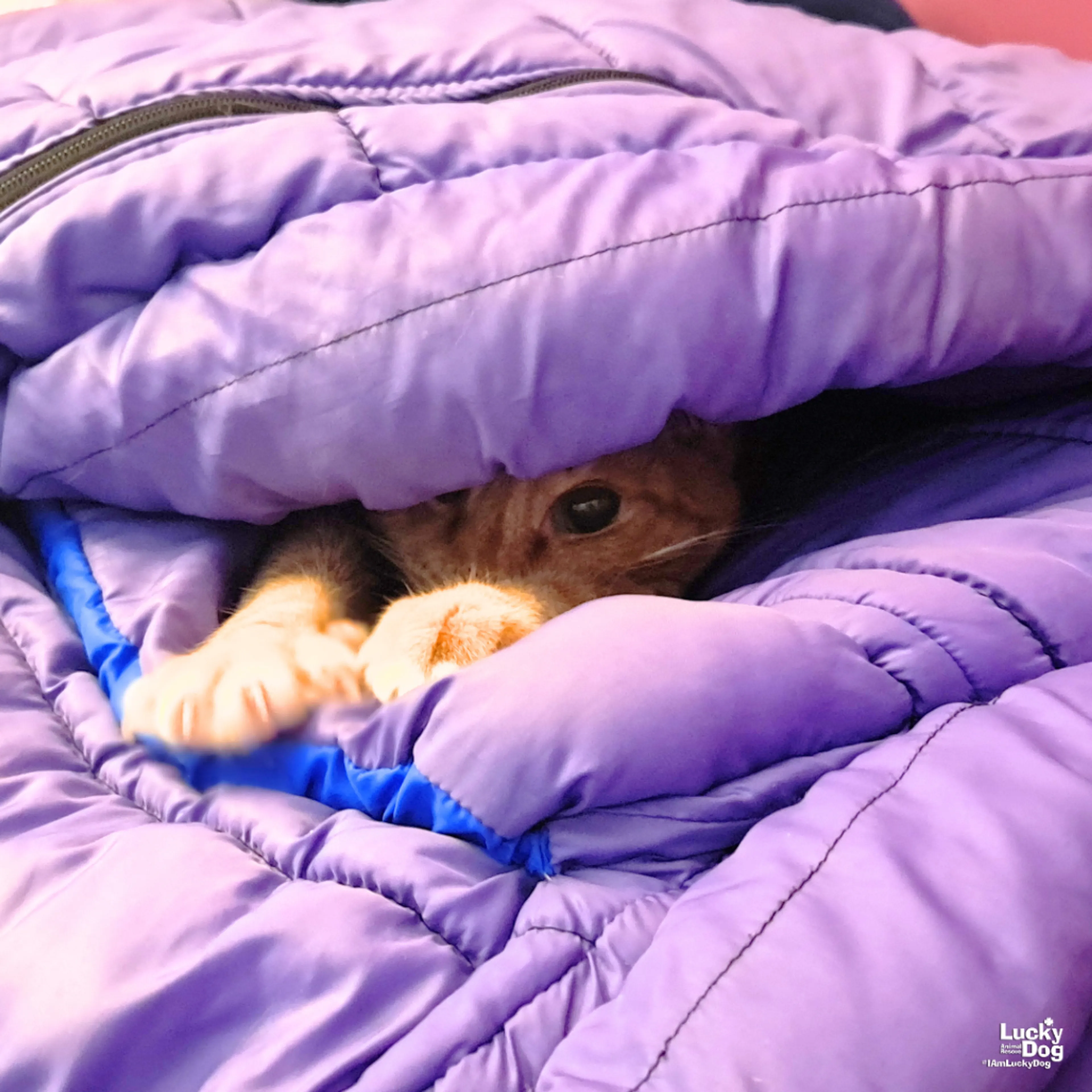 Found pet-4