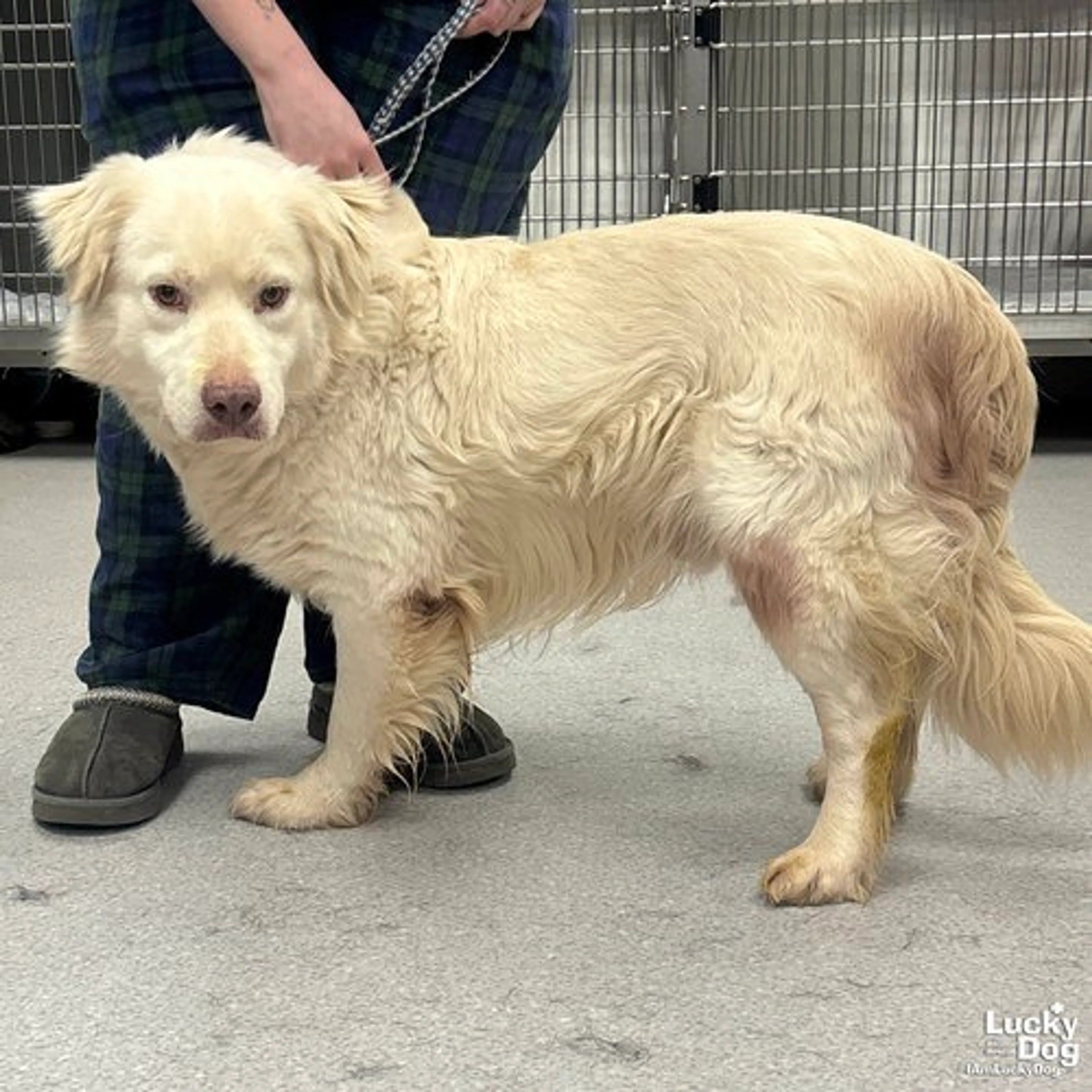 Found pet-2