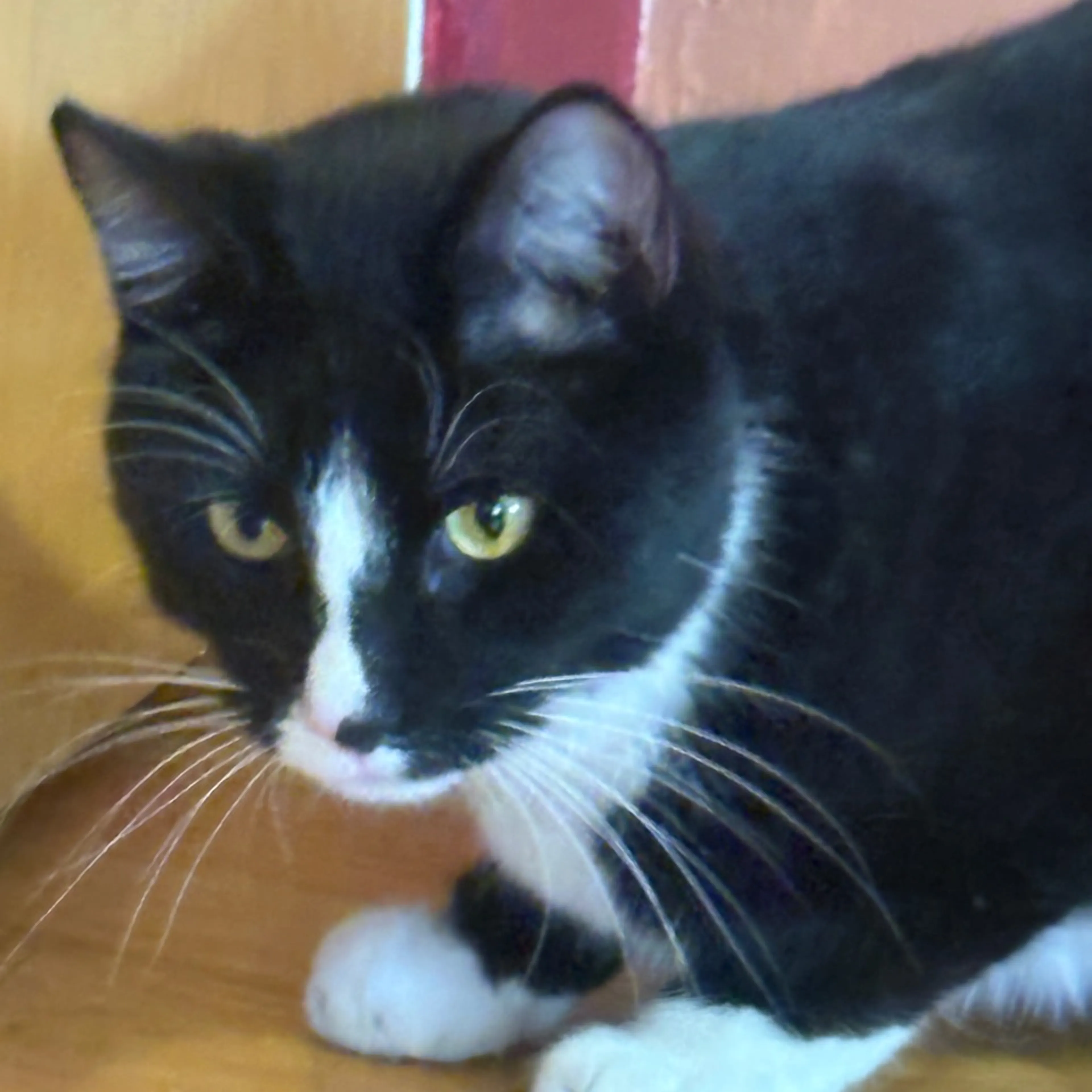 Found pet