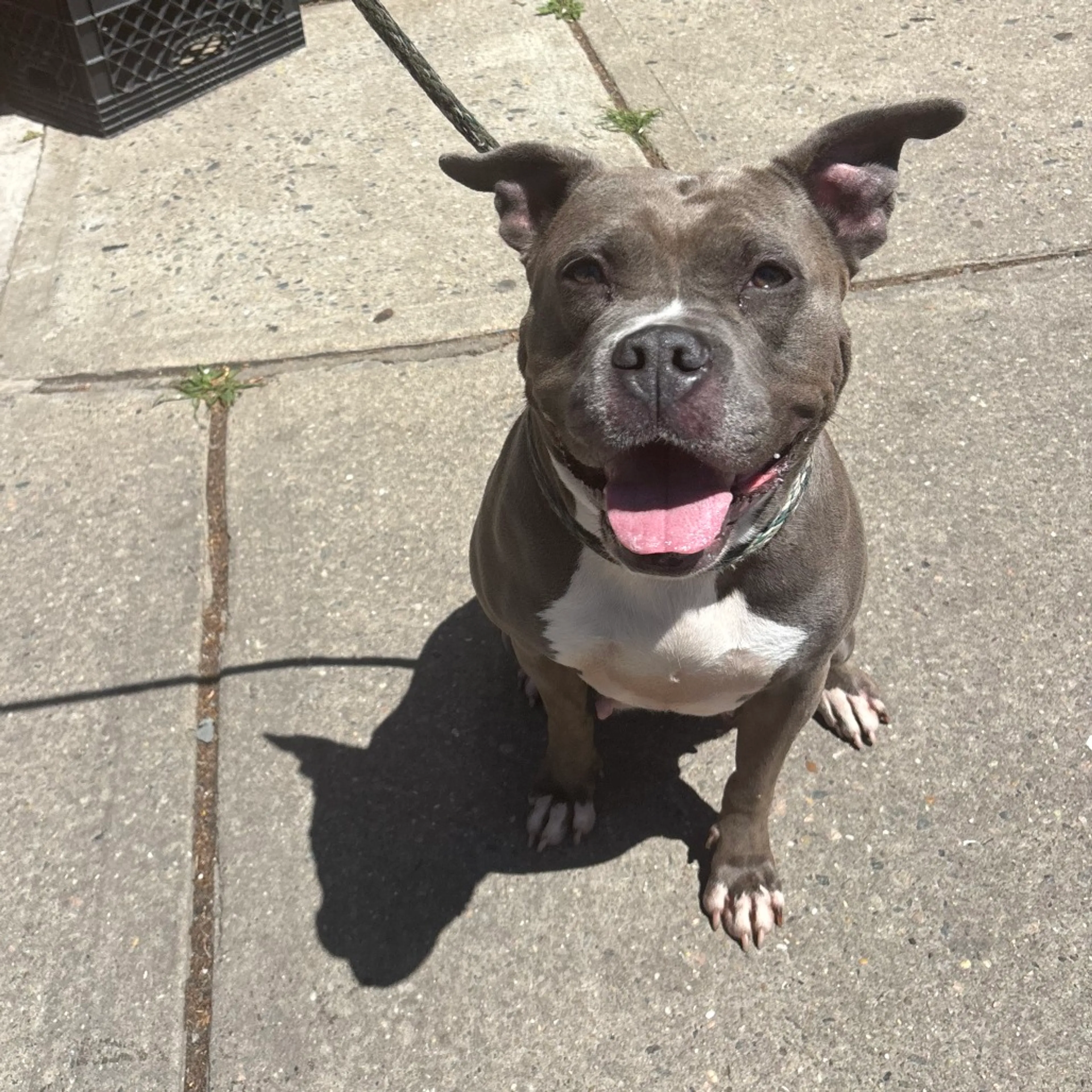 Found pet-1