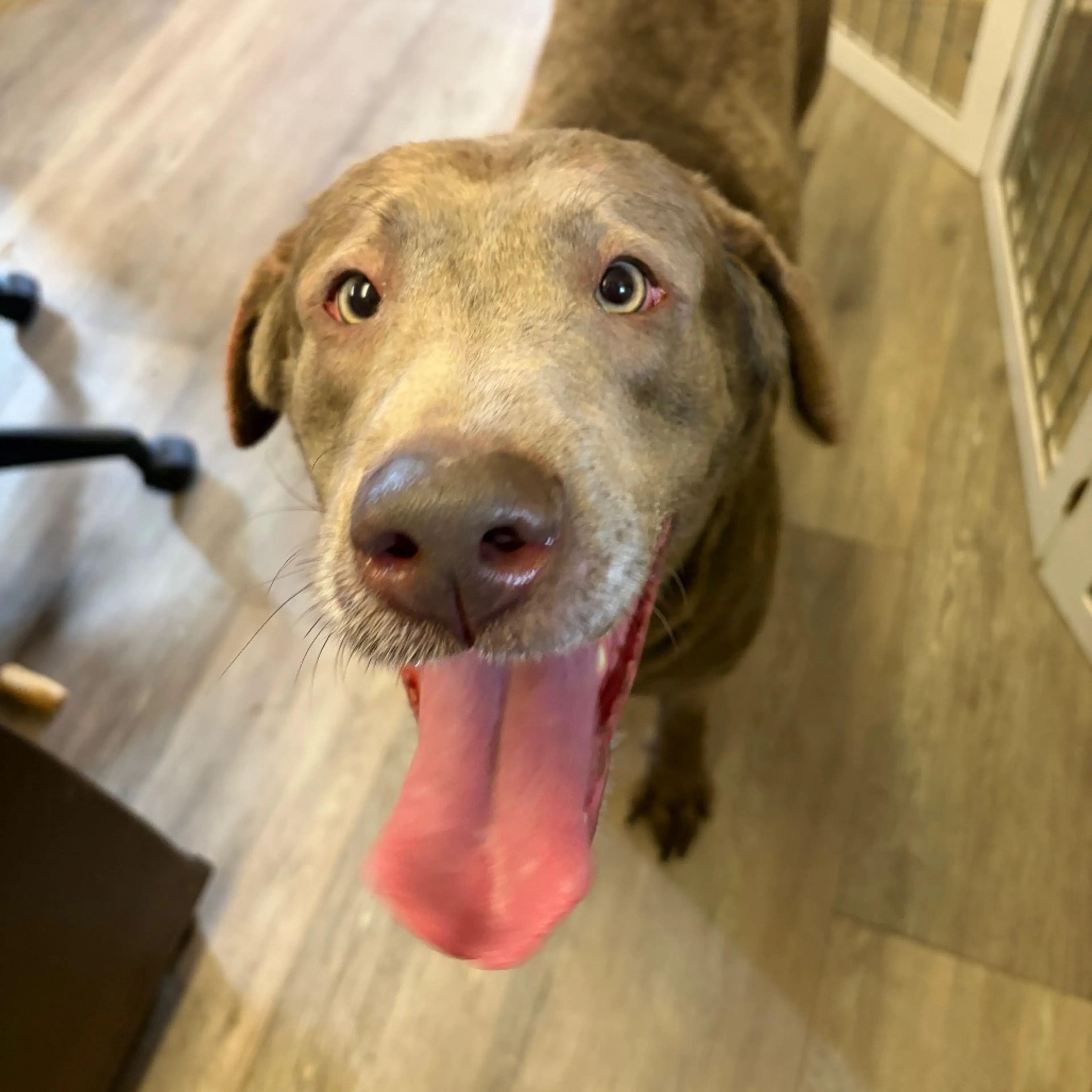 Found pet-5