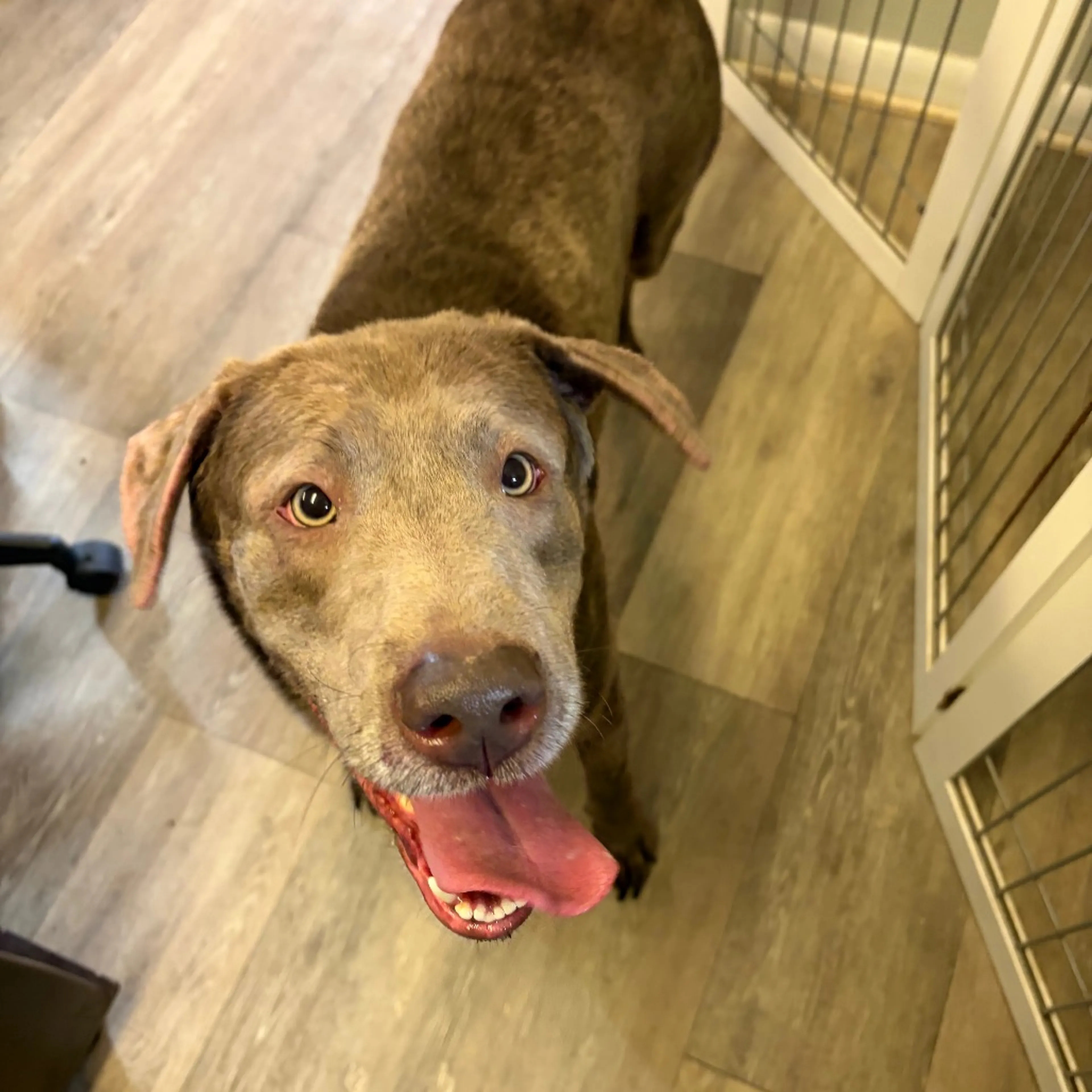 Found pet-7