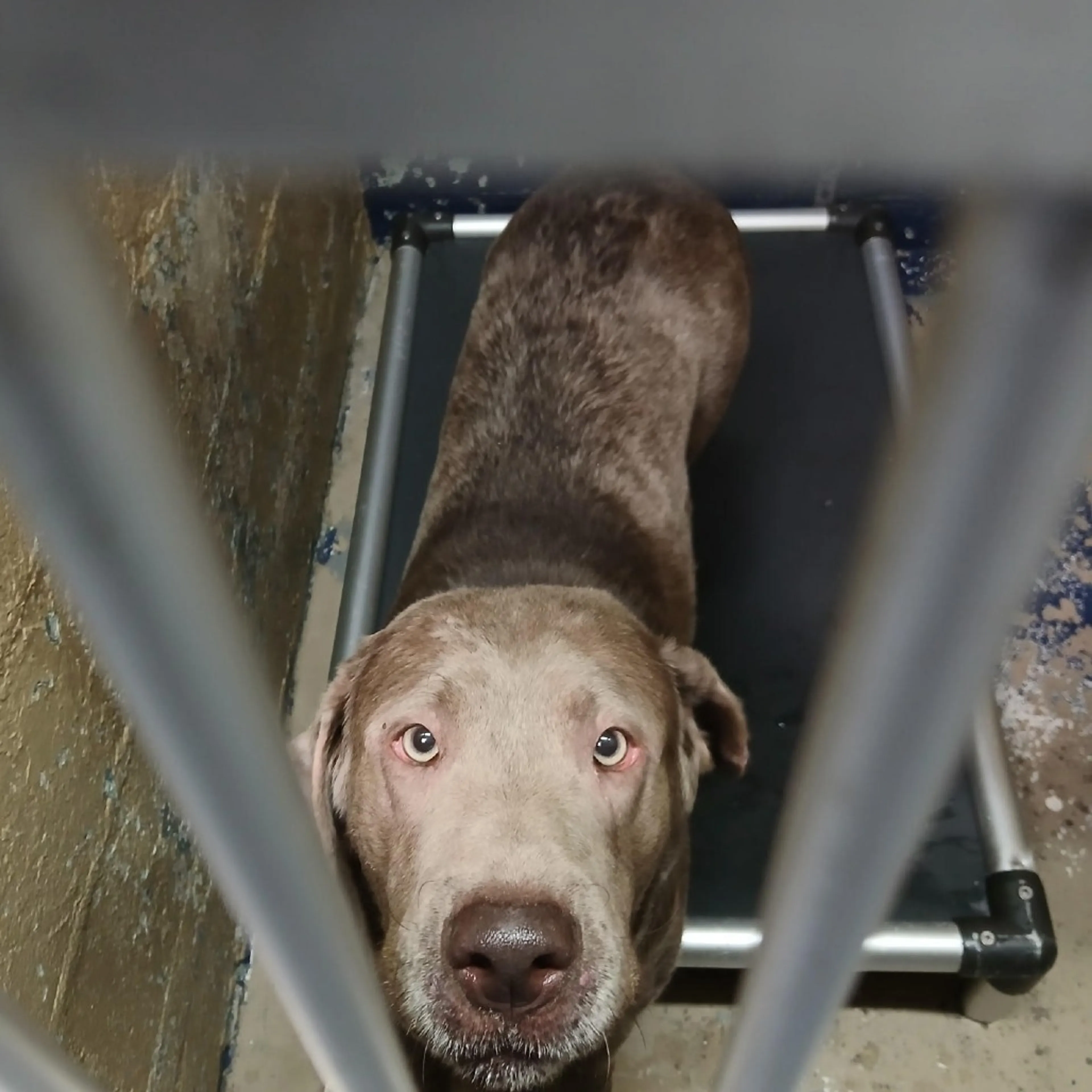 Found pet-2