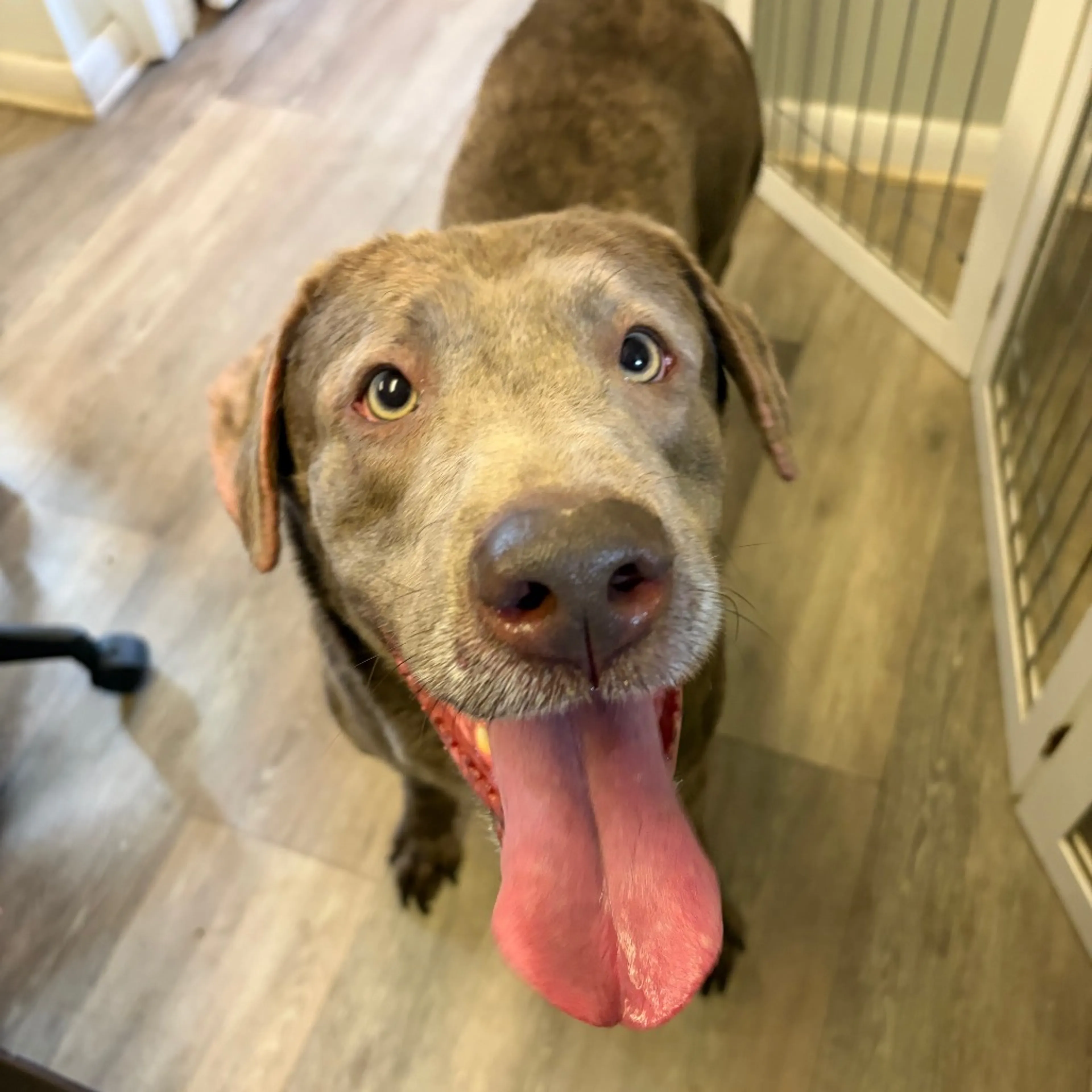 Found pet-6